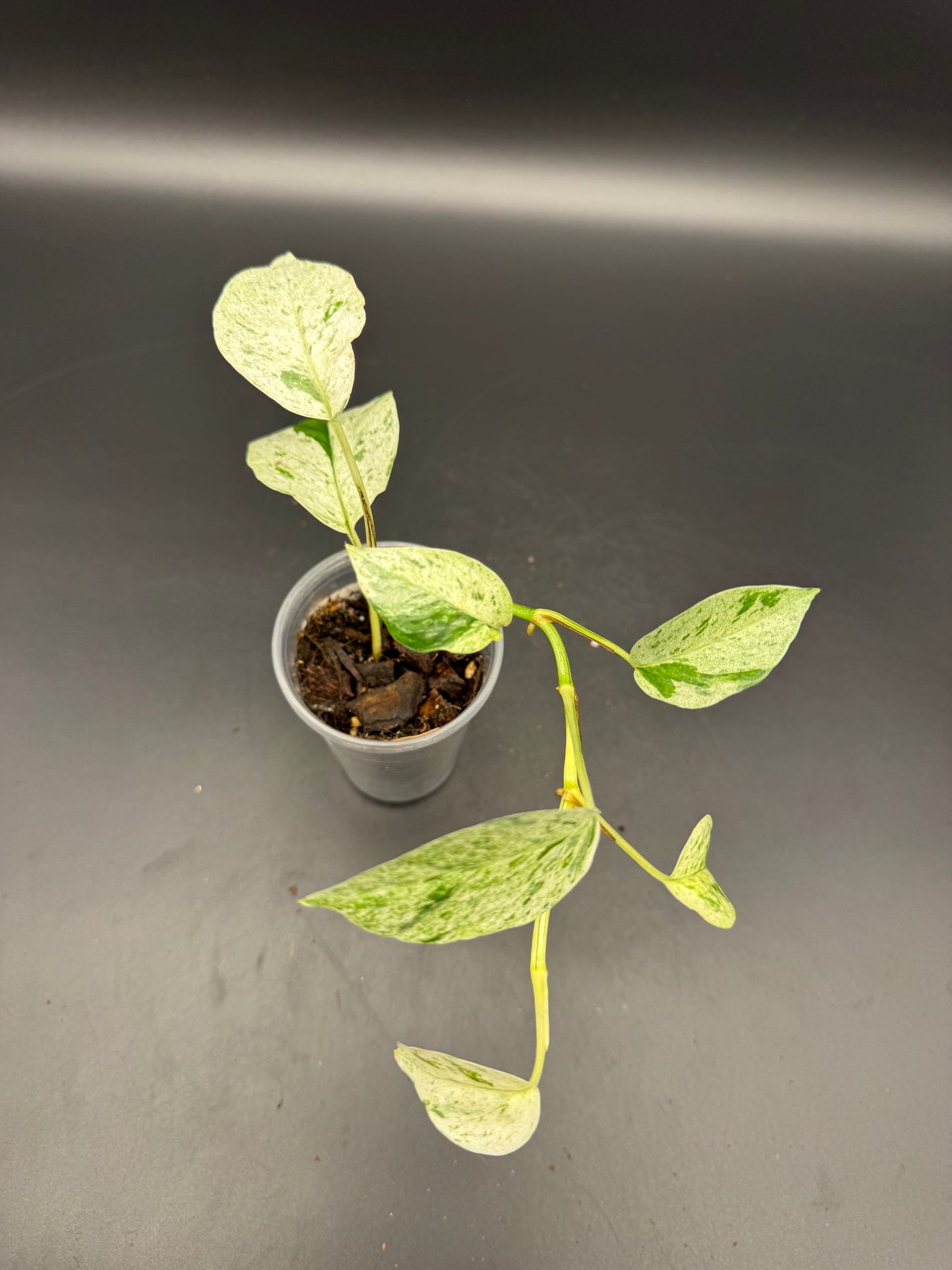 Epipremnum hanoman sp Bali