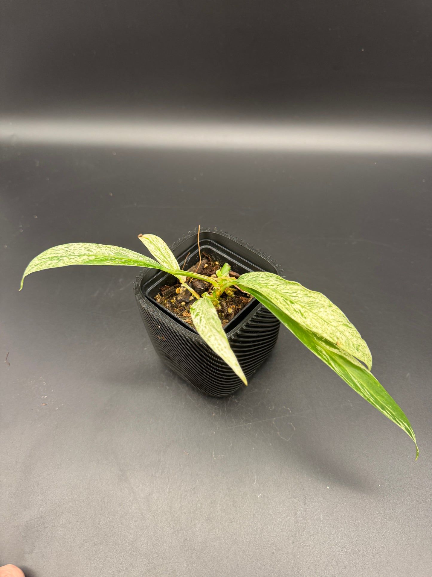 Rhaphidophora Megasperma variegata