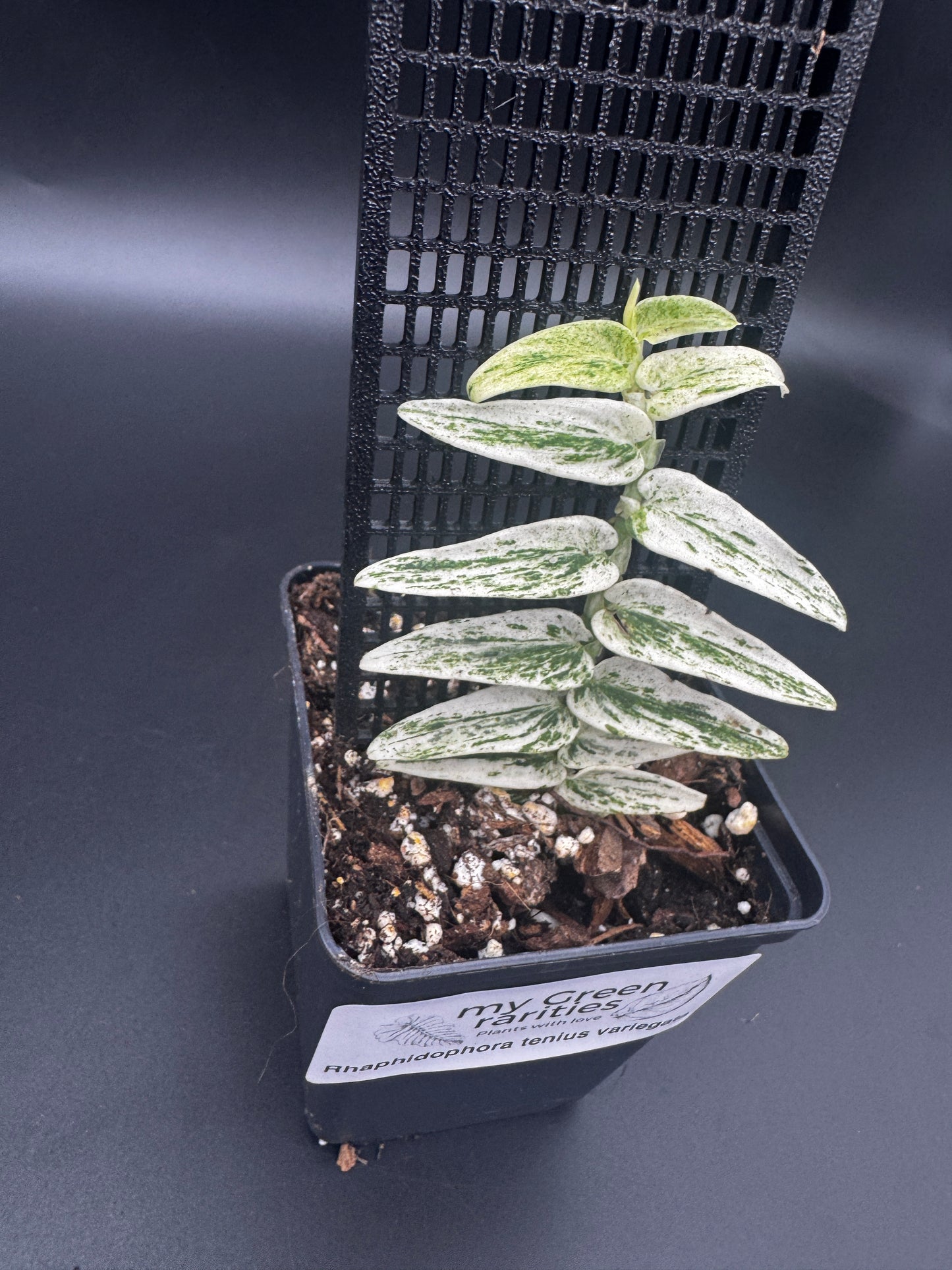 Rhaphidophora Tenuis Silver white Marble variegata