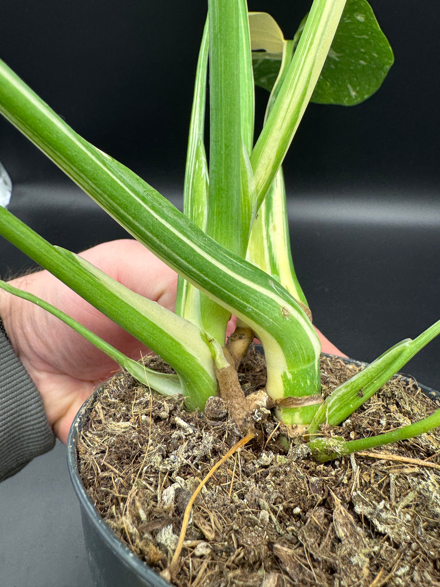 Monstera Thai Constellation 2 Pflanzen im Topf