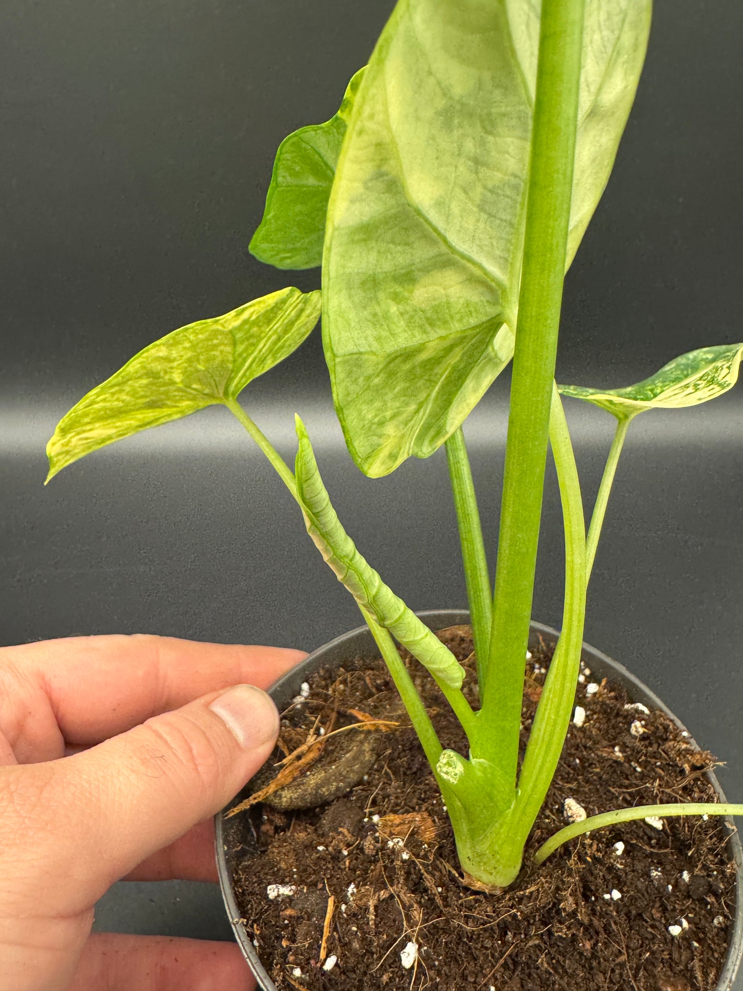 Alocasia sinuata aurea