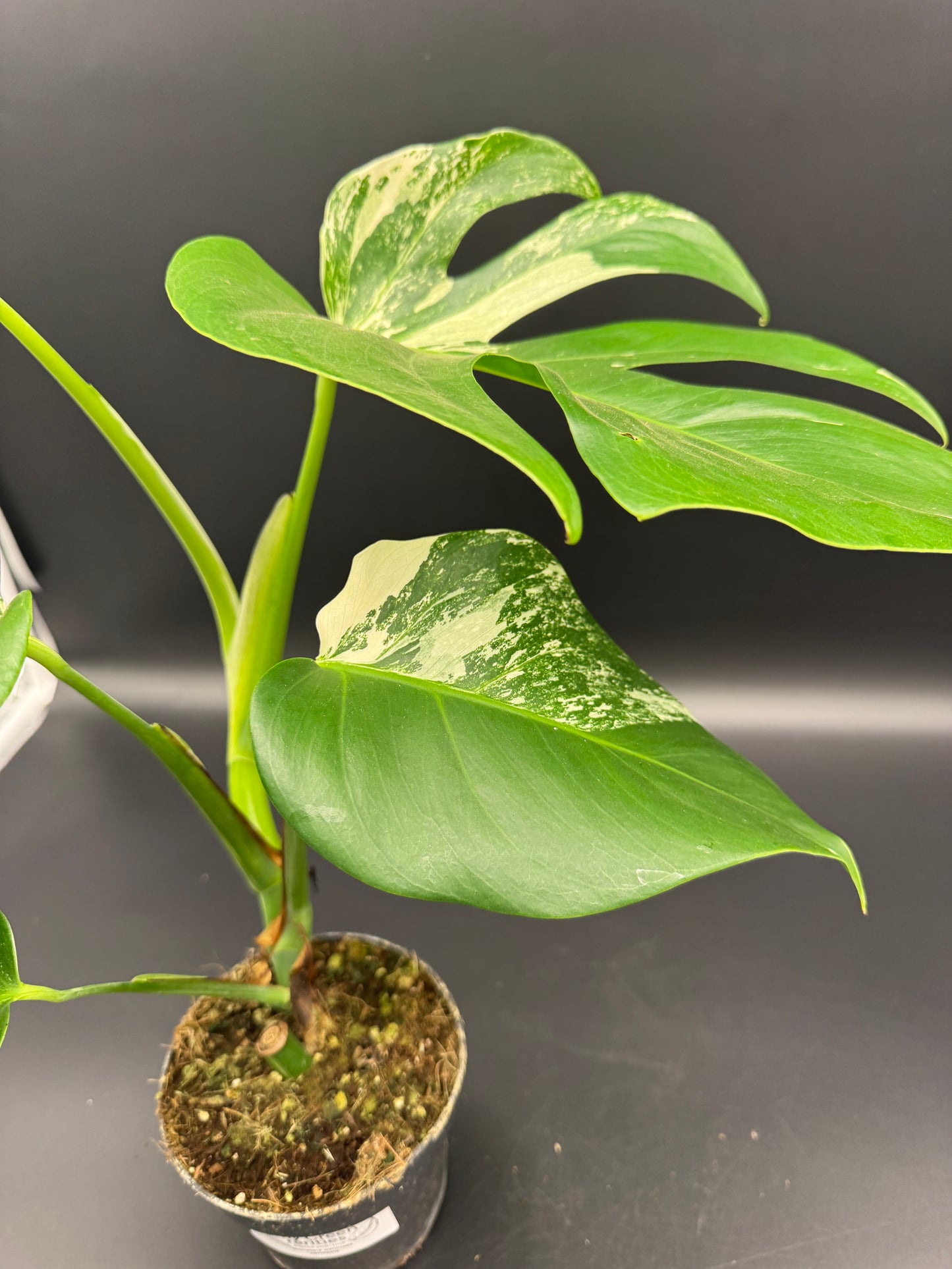 Monstera deliciosa aurea Basis mit mind. 1 Auge
