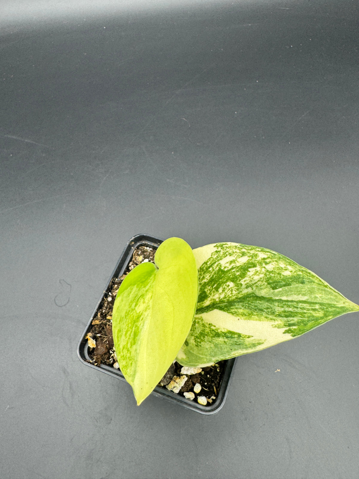 Scindapsus Jade Satin Aurea variegata