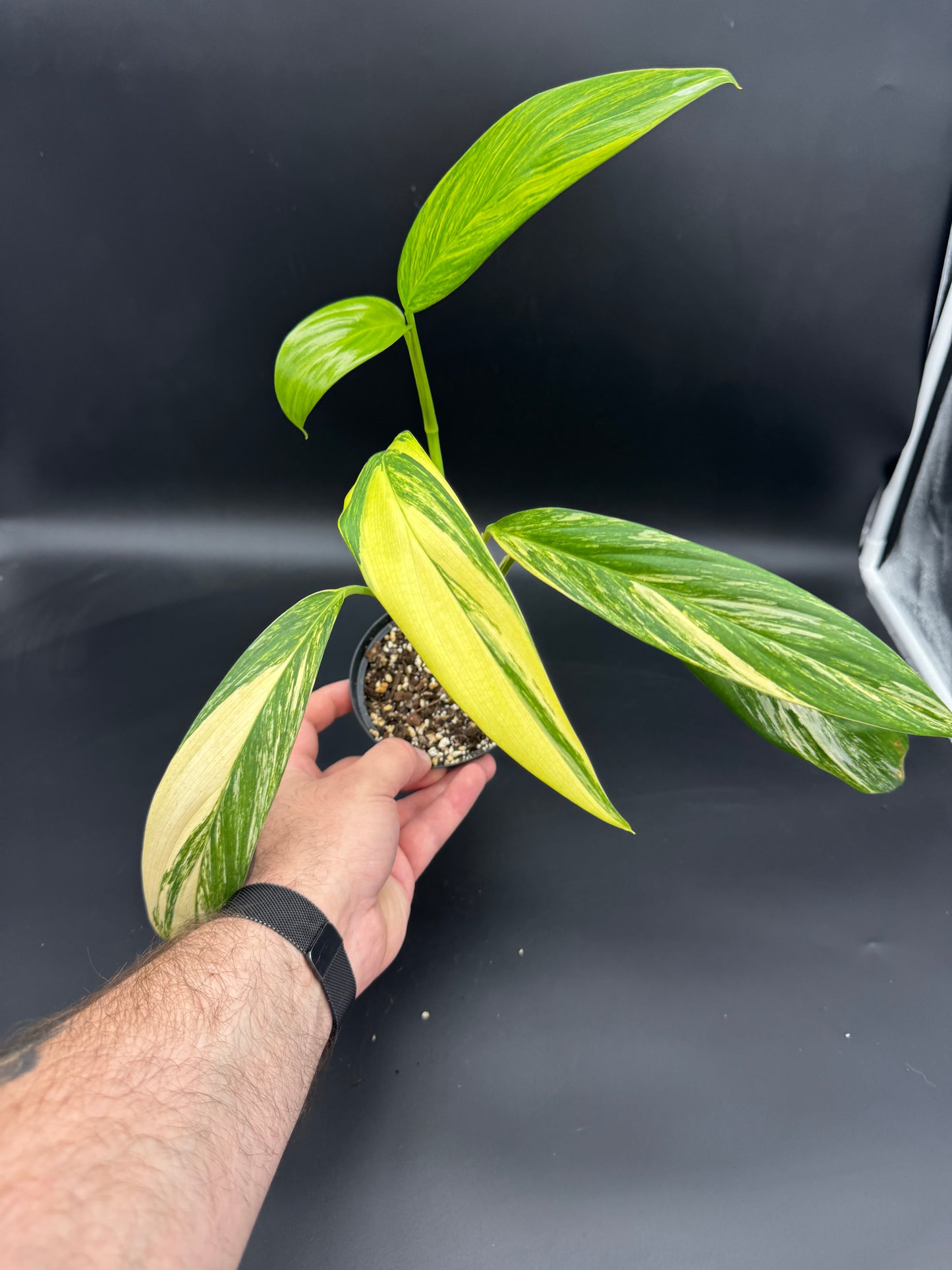 Epipremnum Amplissimum Aurea variegata