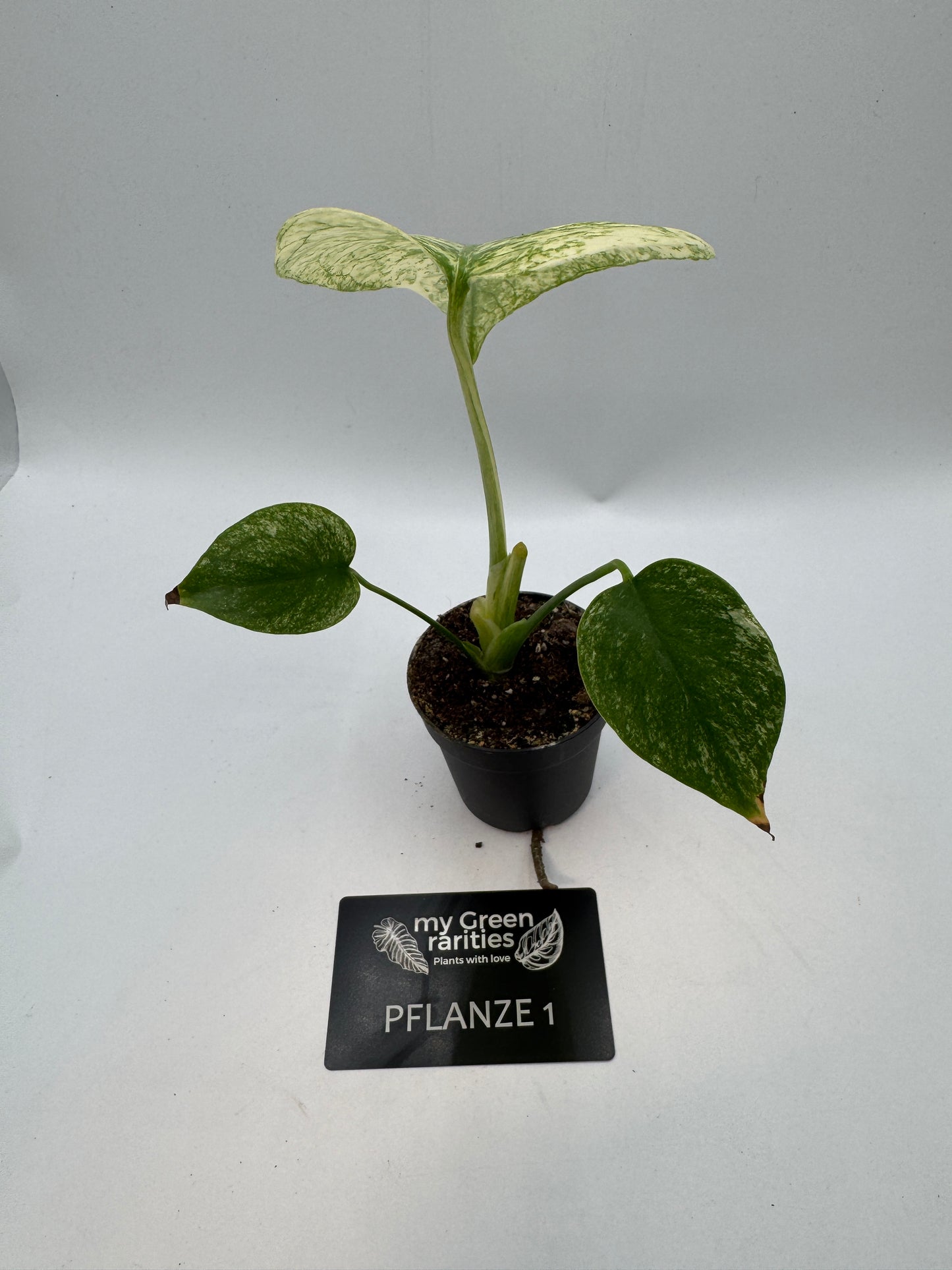 Monstera mint variegata