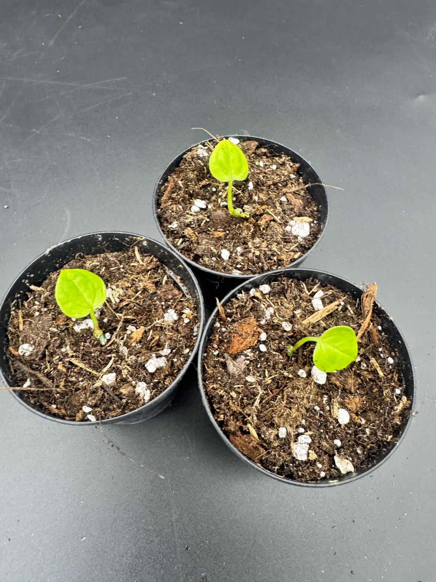 Anthurium Black Sweet mutated X CarlaxPapi Grimreaper seedlings
