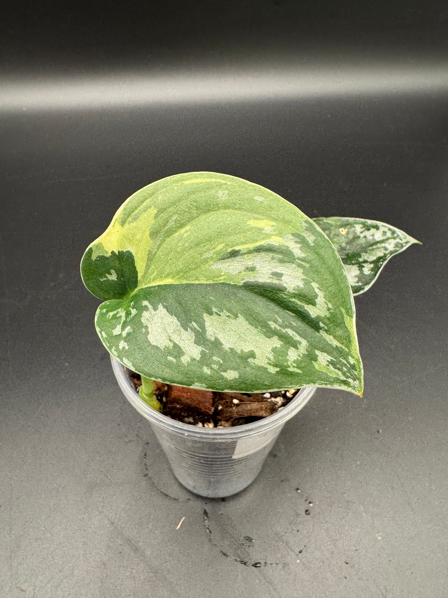 Scindapsus Mayari