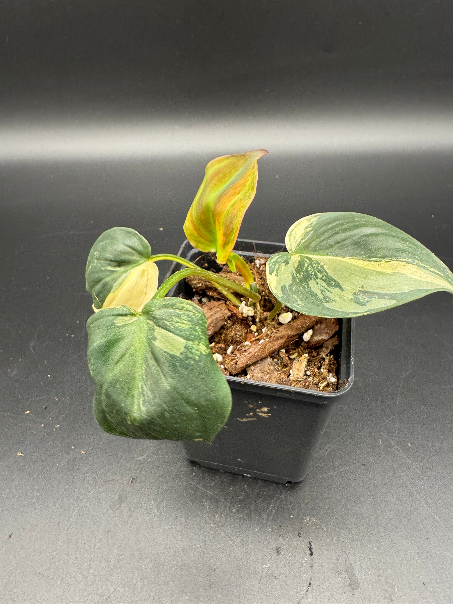 Philodendron micans variegata