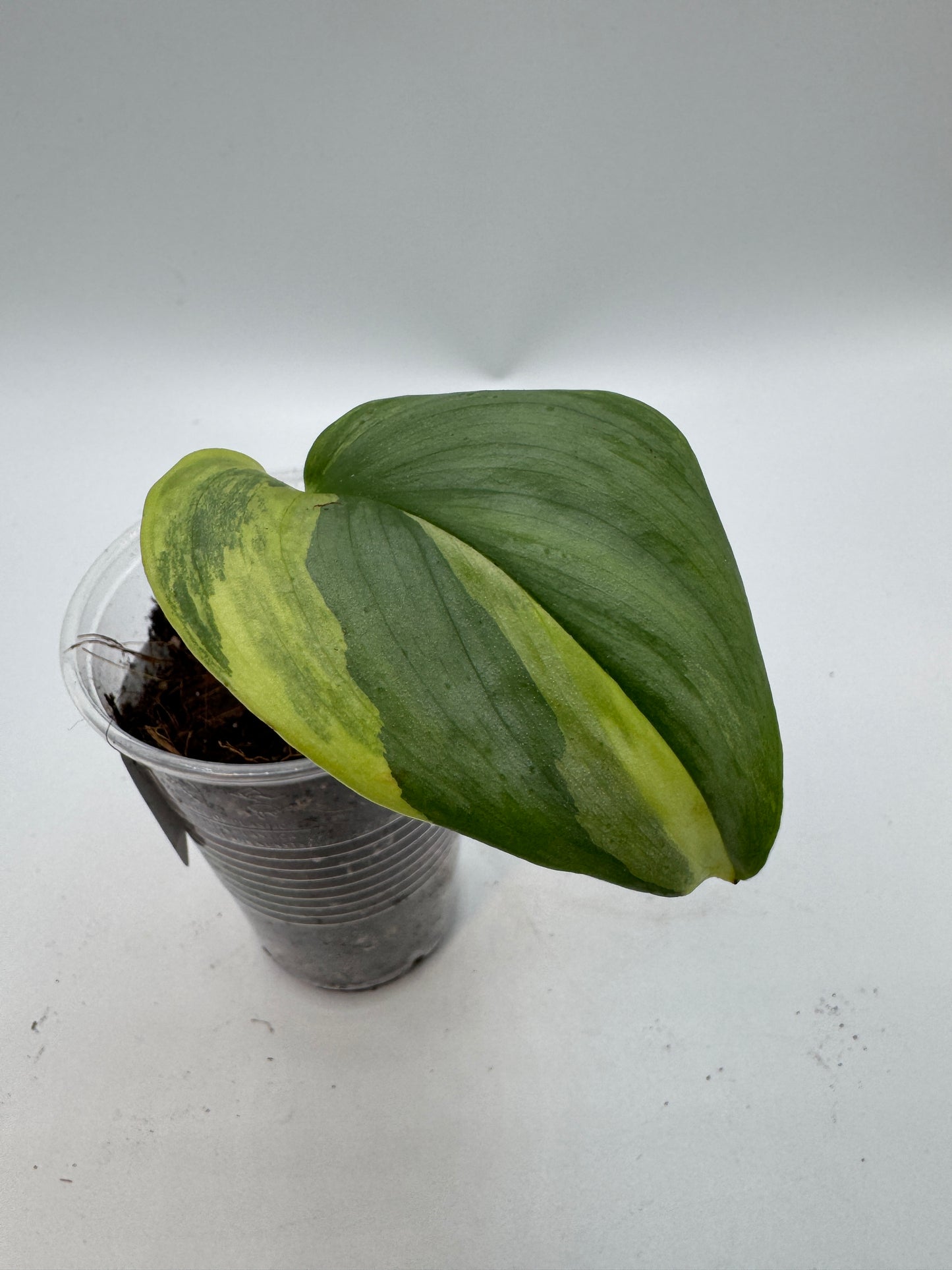 Scindapsus Rubicon