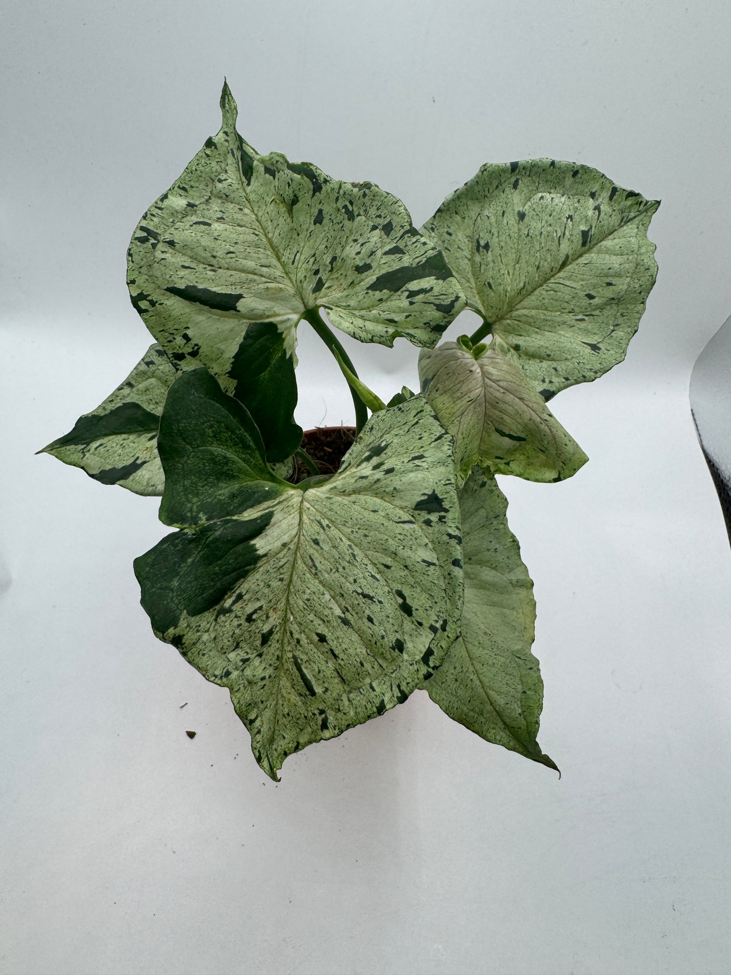 Syngonium Green Splash/ Grey Ghost