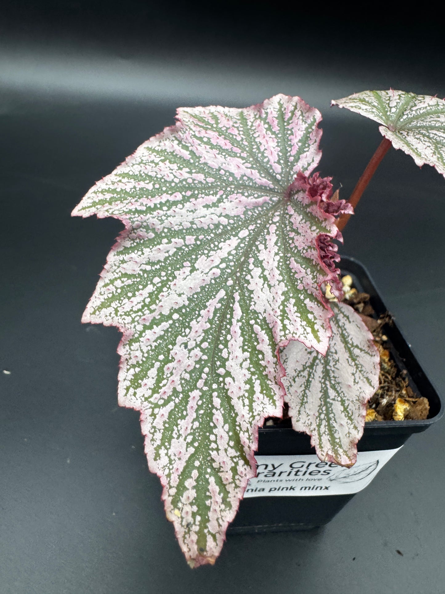 Begonia Pink minx