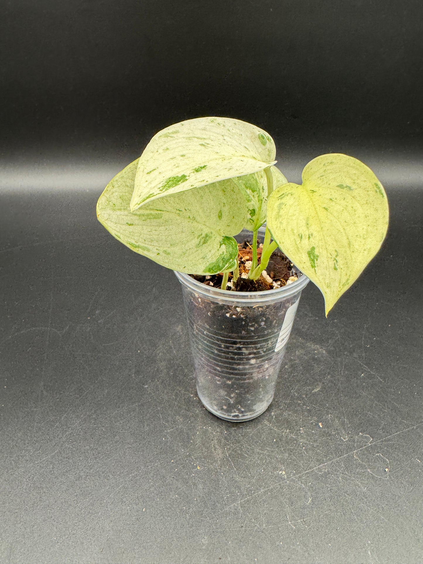 Scindapsus Moonlight Marble var.