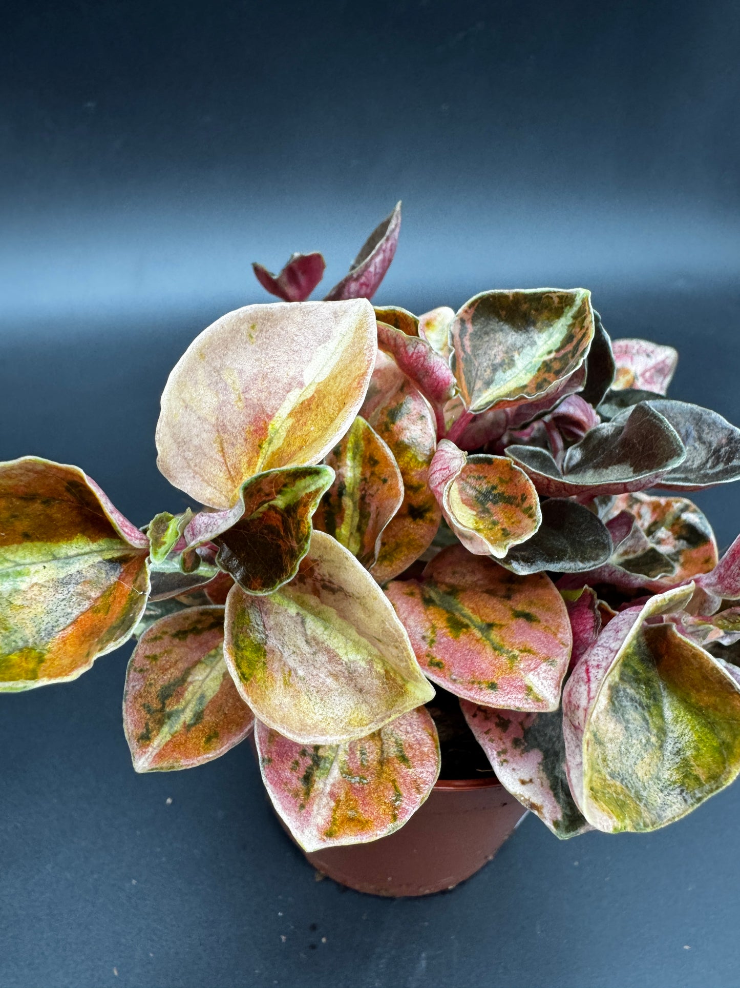 Peperomia Creme brulee