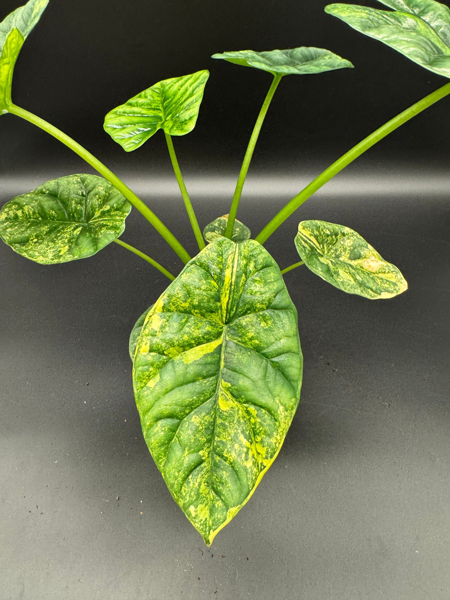 Alocasia sinuata aurea variegata