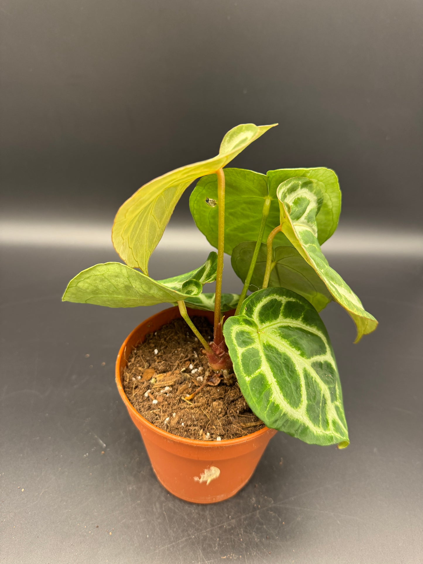 Anthurium Silver blush
