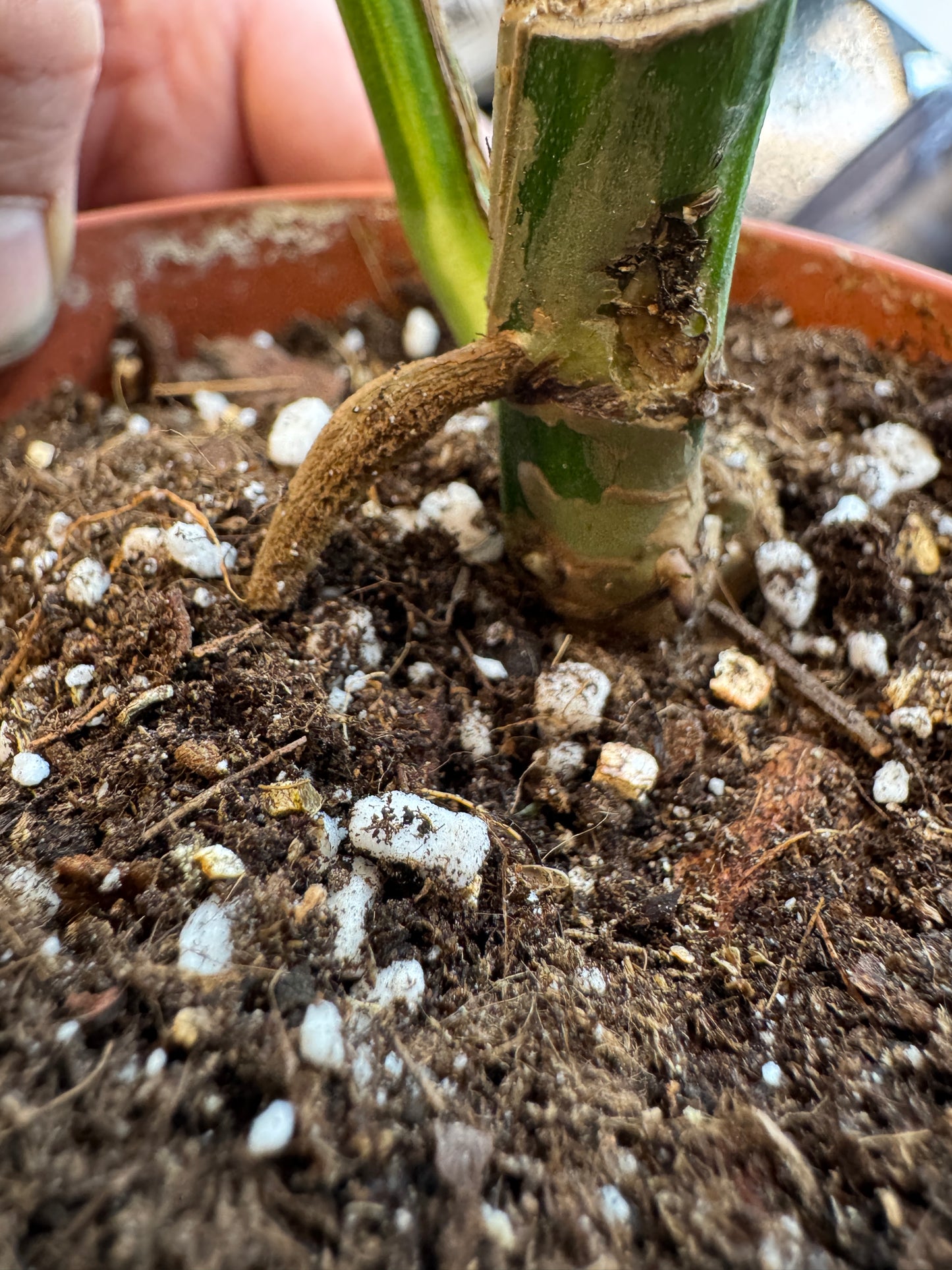 Epipremnum pinatum kujang yellow Flame