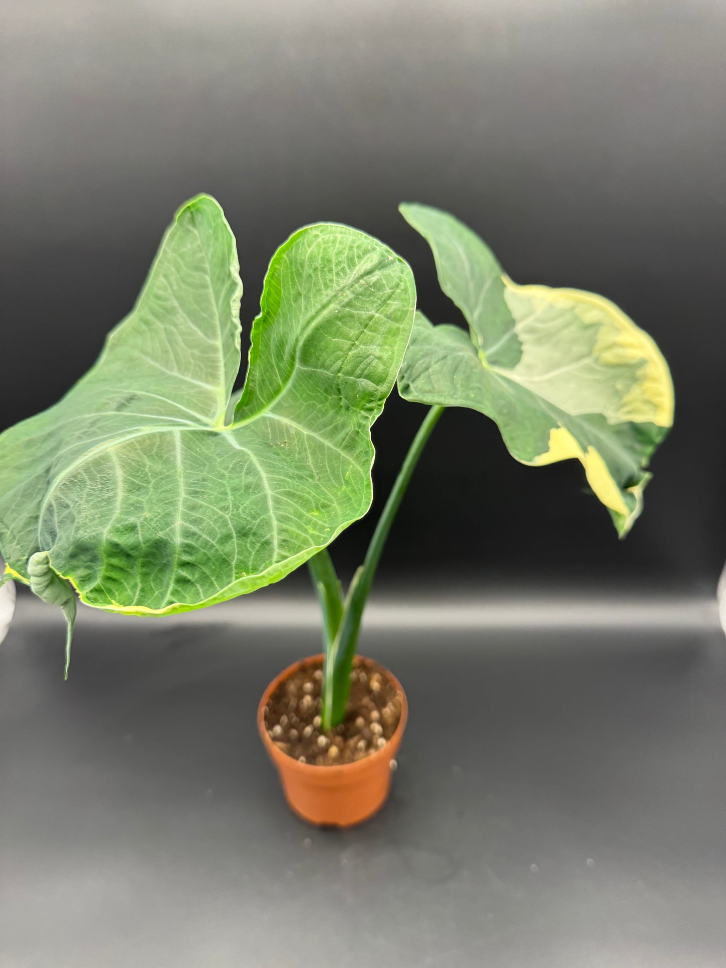 Alocasia Micky Mouse variegata