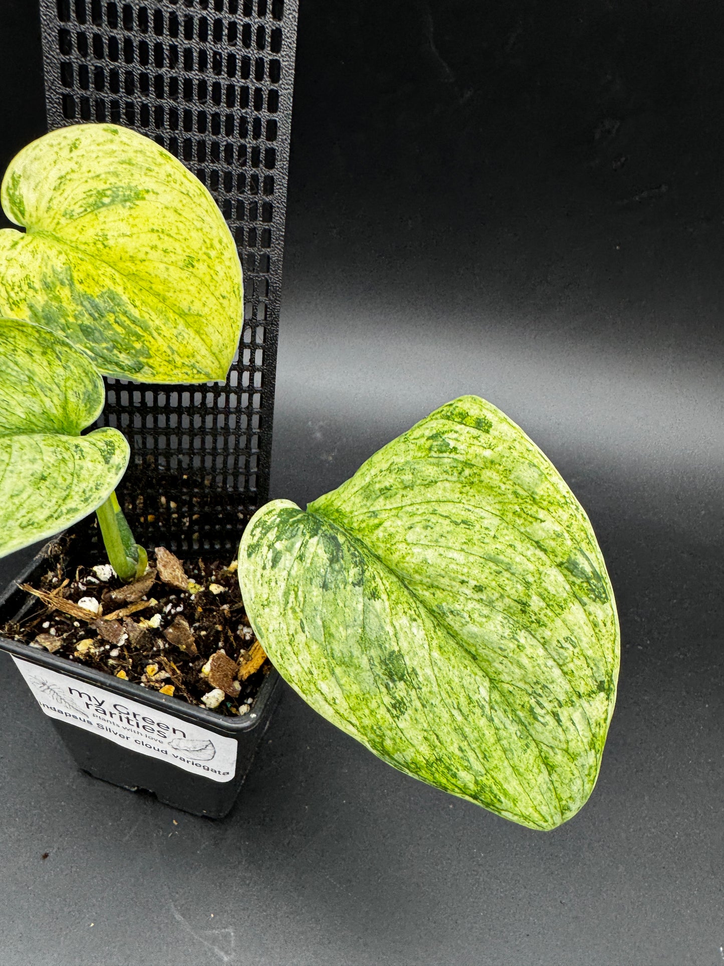 Scindapsus Silver Cloud variegata