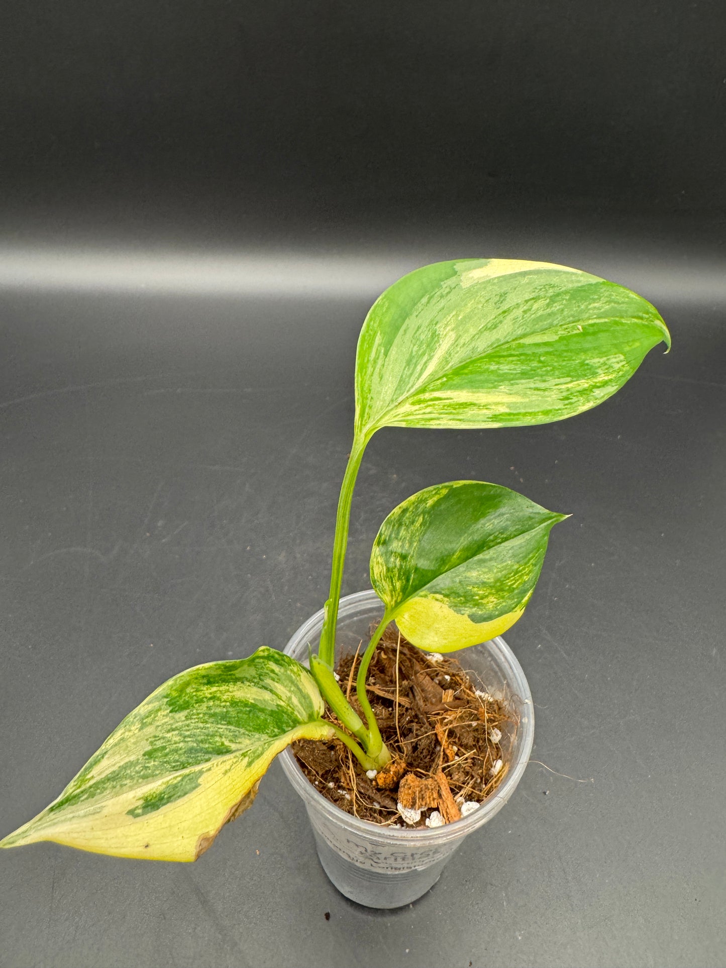 Scindapsus Longistipitatus Aurea