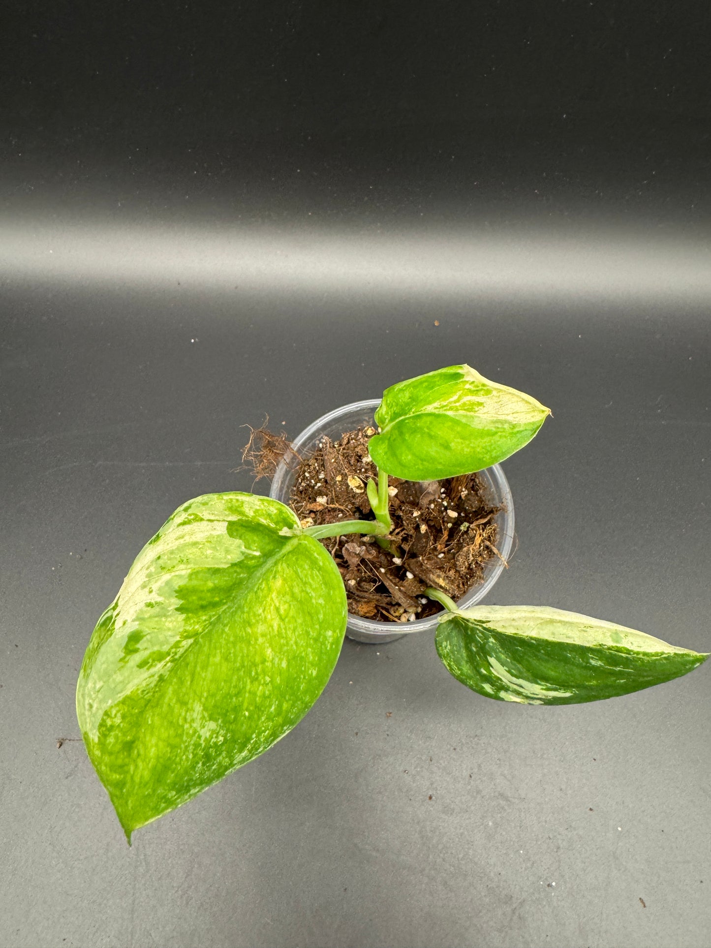 Scindapsus jade Satin variegata