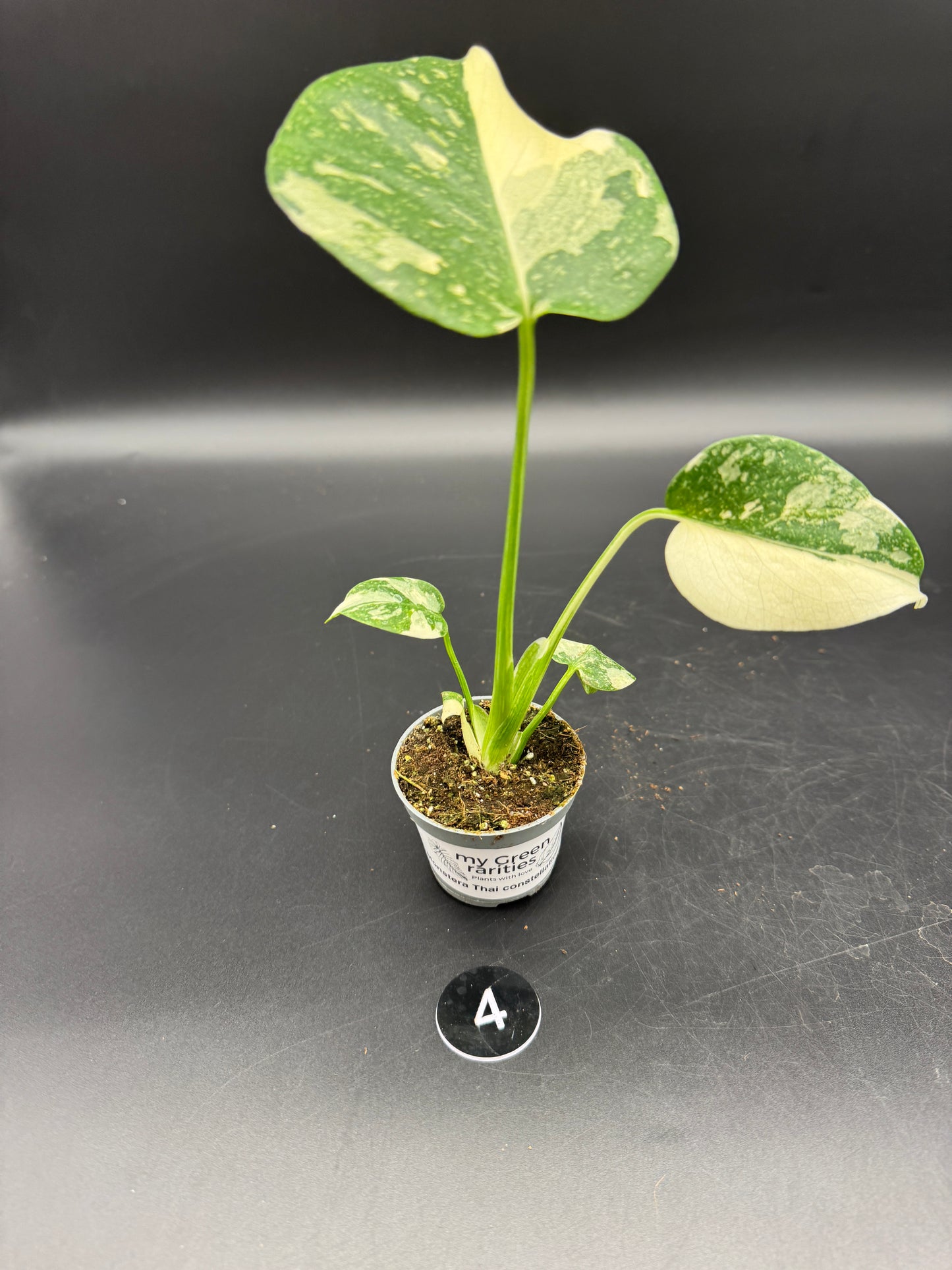 Monstera Thai constelation