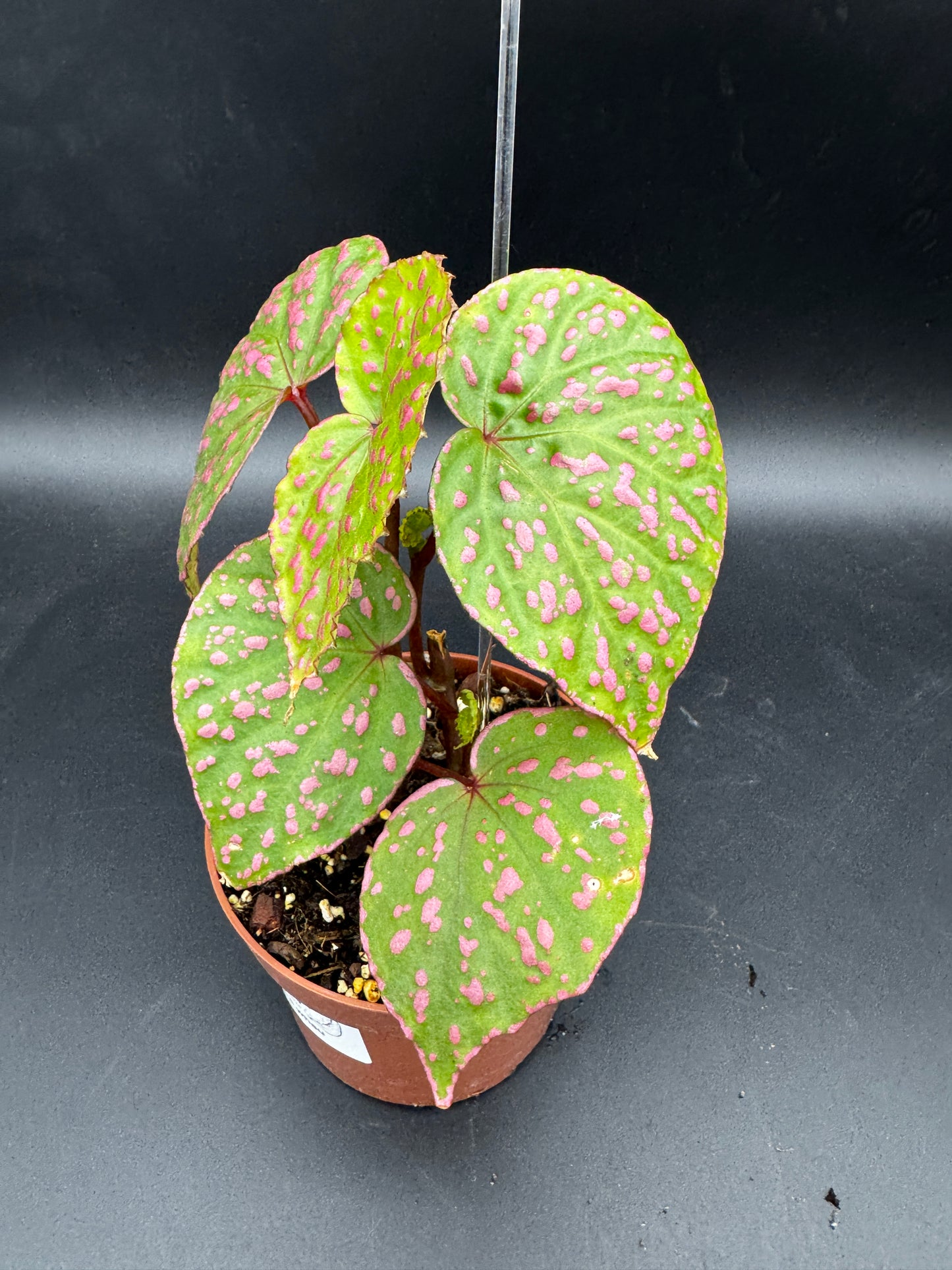 Begonia Muara Wahau