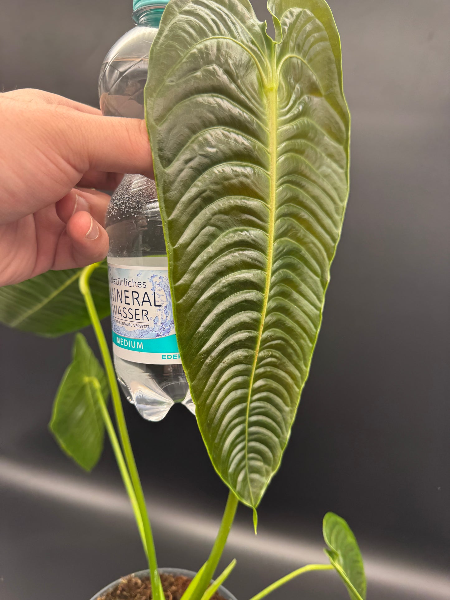 Anthurium Veitchii (groß)