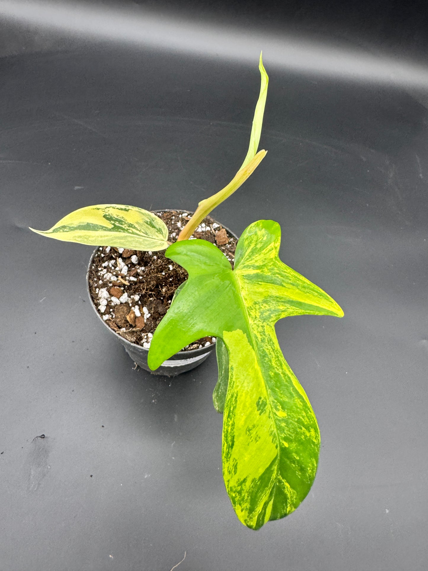 Philodendron Florida Beauty