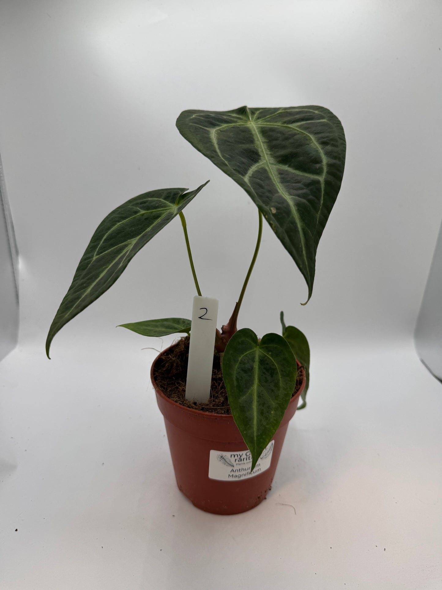 Anthurium magnificum