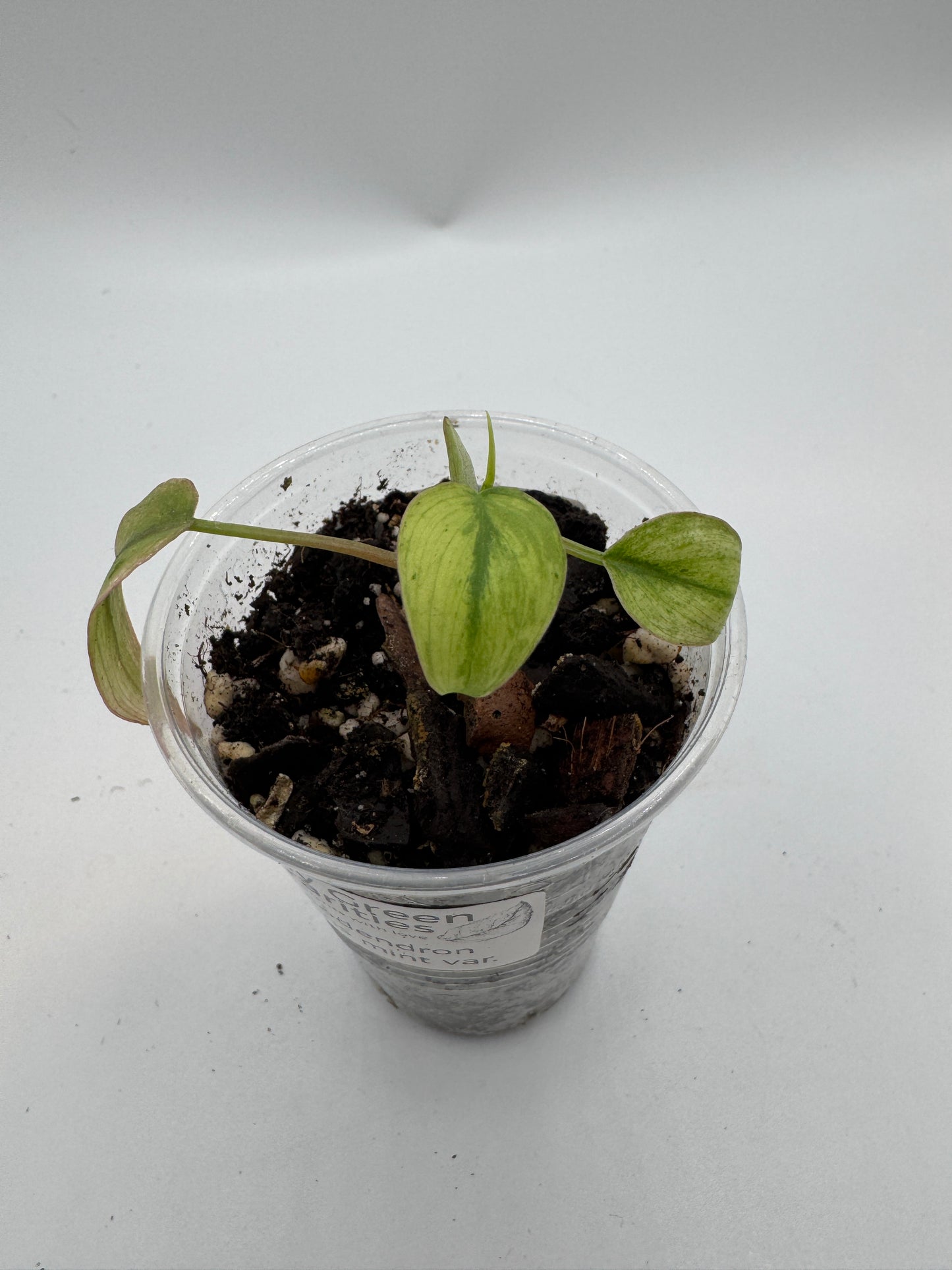 Philodendron Micans mint var.