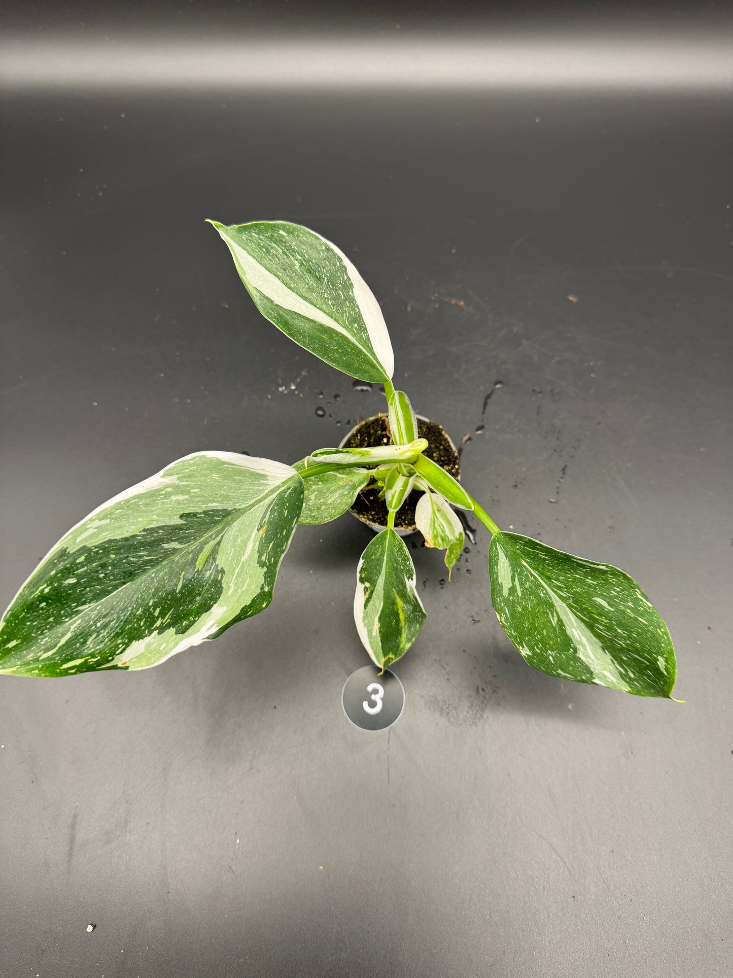 Philodendron White wizard