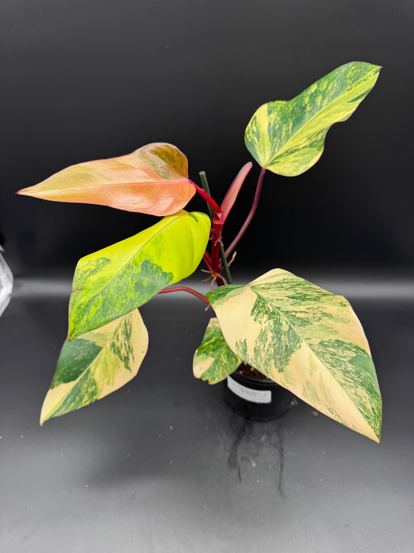 Philodendron strawberry Shake