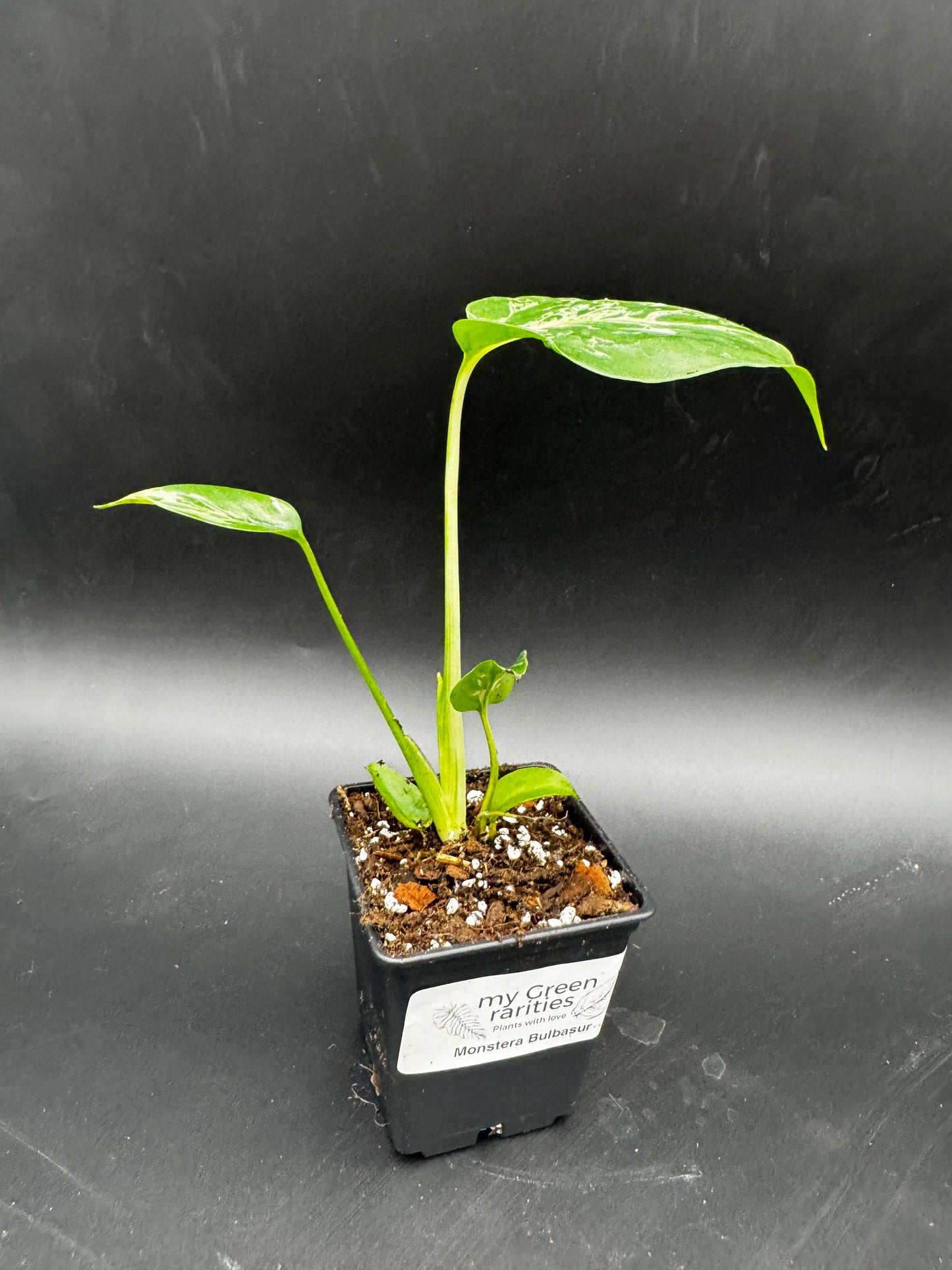 Monstera Bulbasur