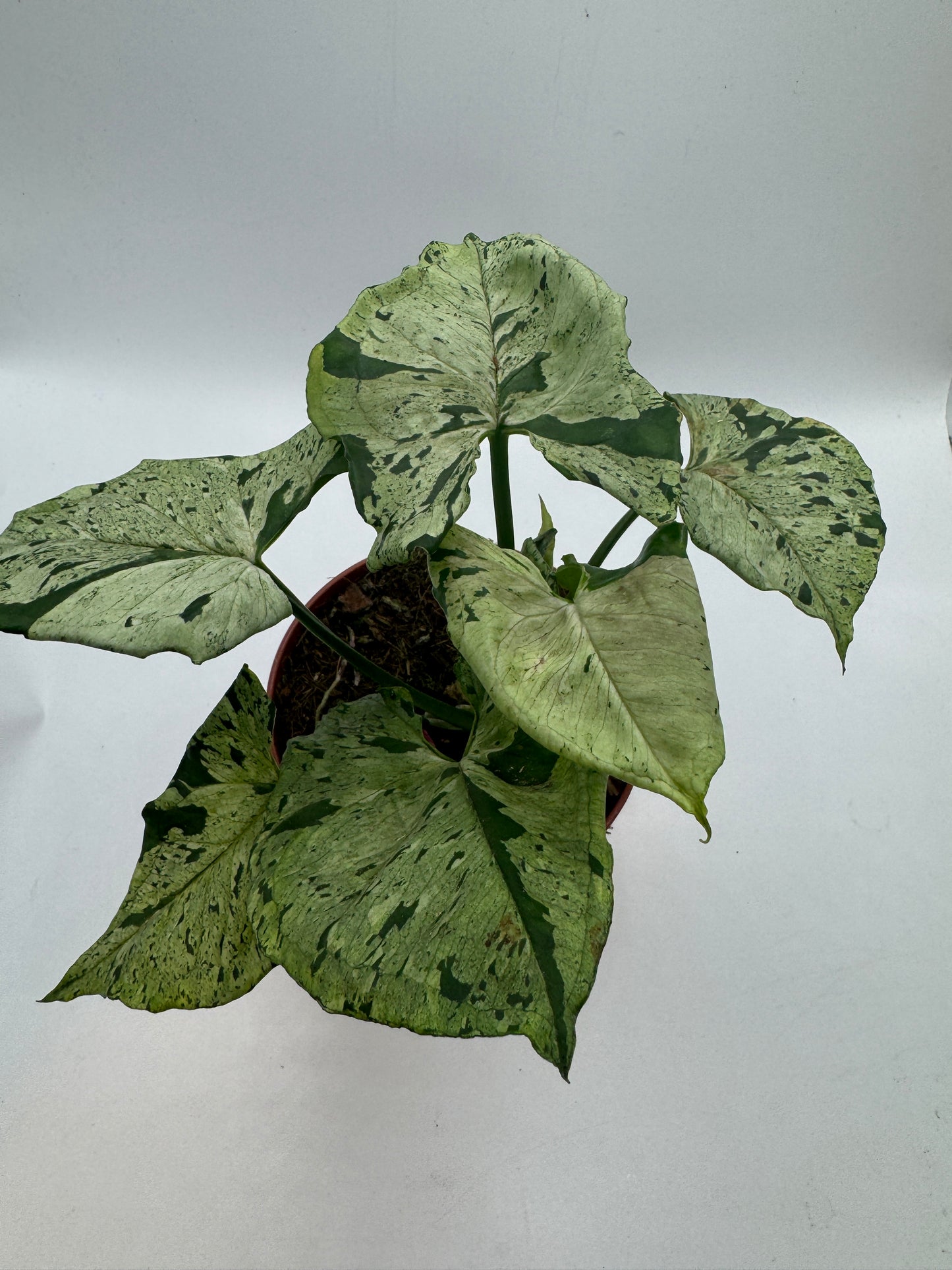 Syngonium Green Splash/ Grey Ghost