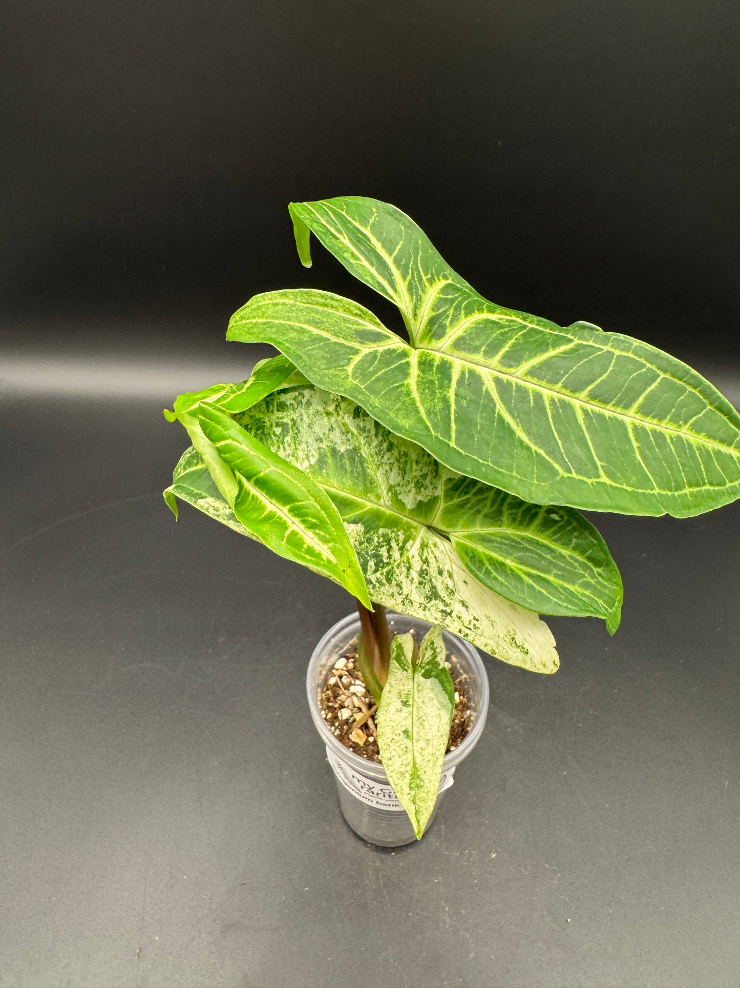 Syngonium batik variegata