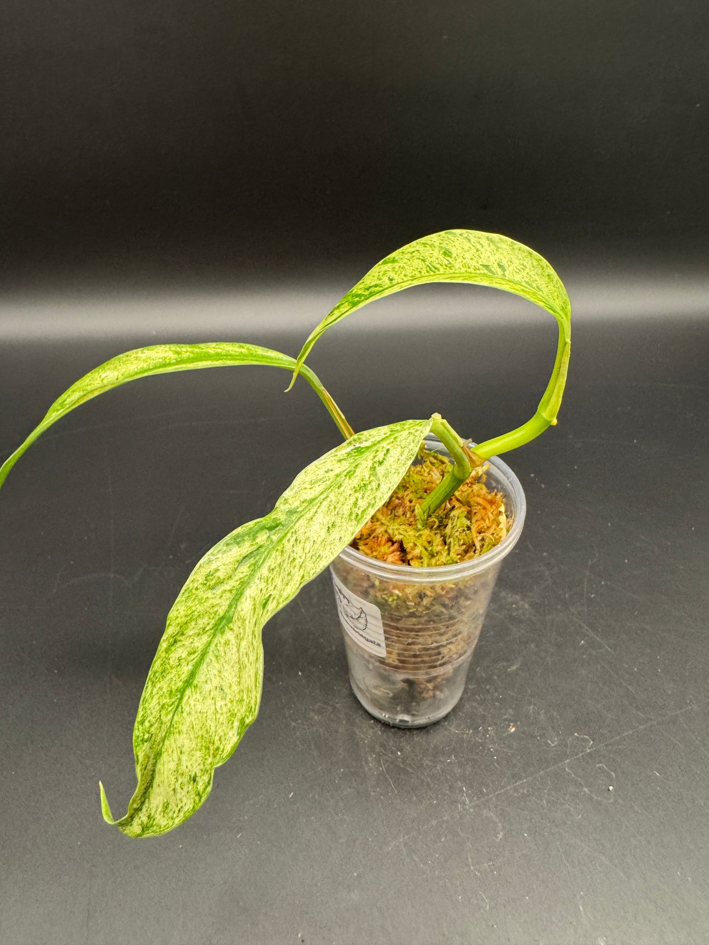 Rhaphidophora Megasperma variegata