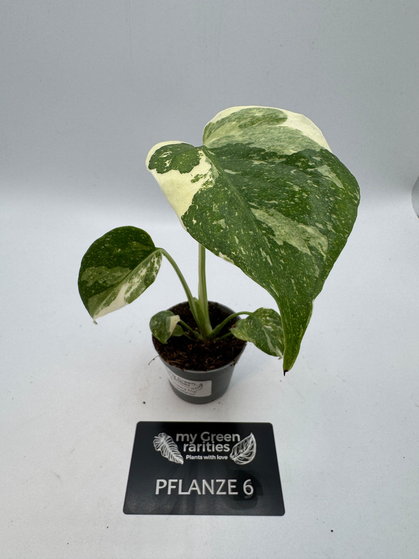 Monstera Thai constelation