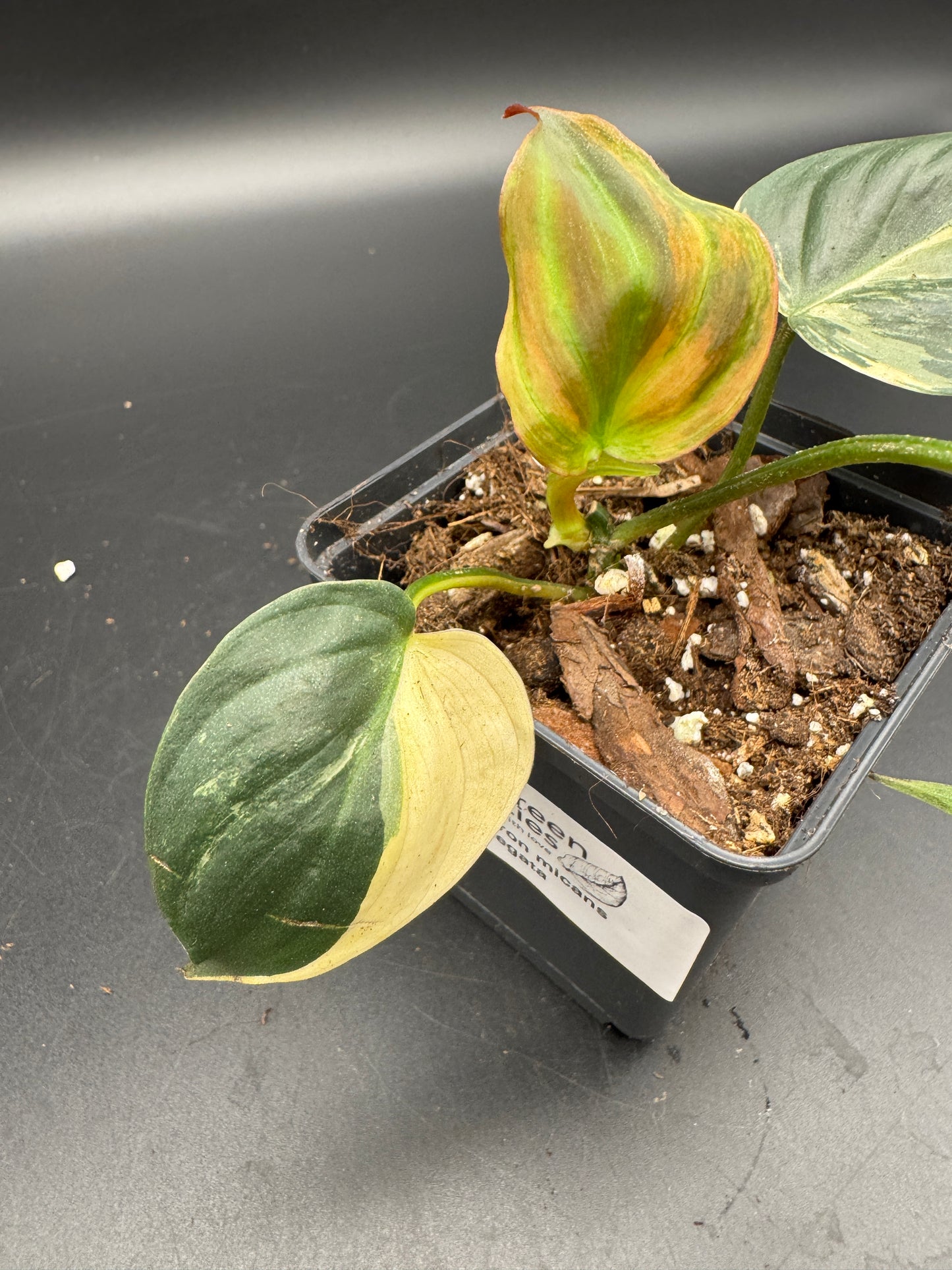 Philodendron micans variegata