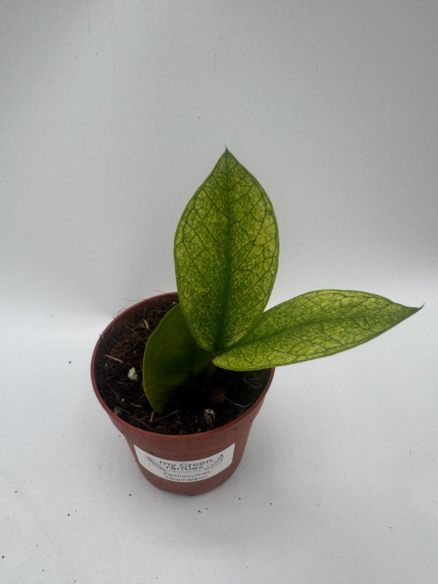 Zamioculcas chameleon