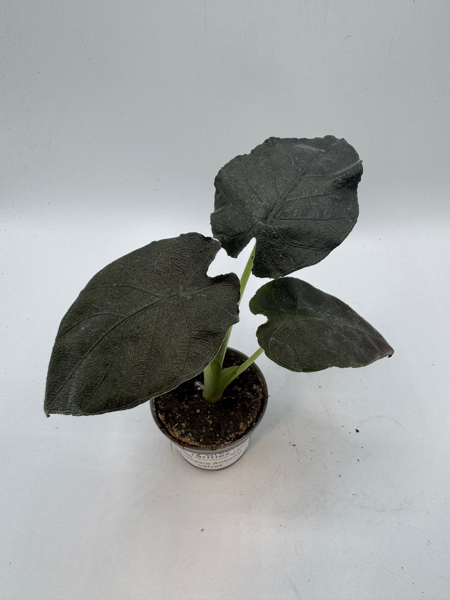 Alocasia antorro velvet