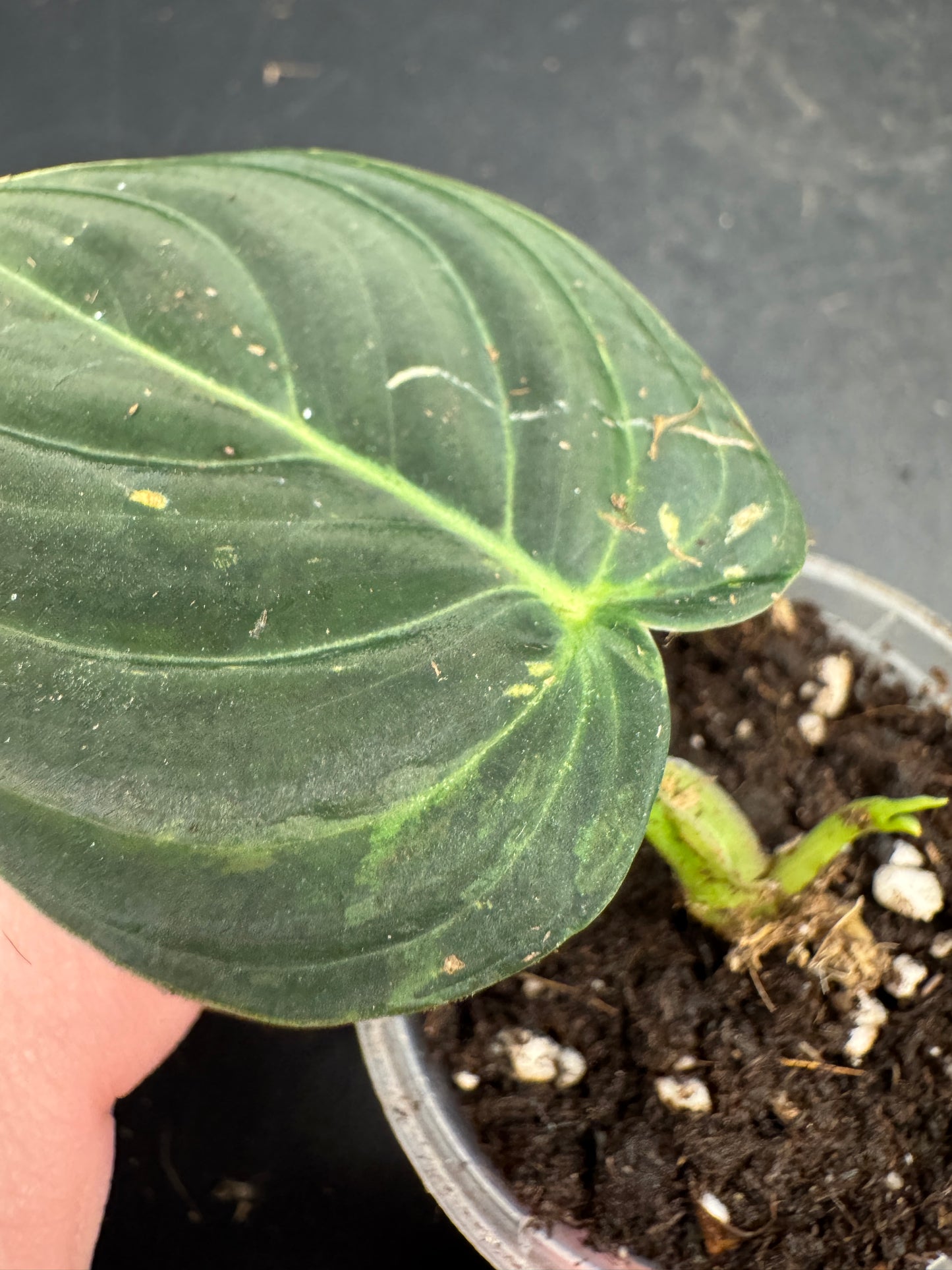 Philodendron melanochrysum variegata