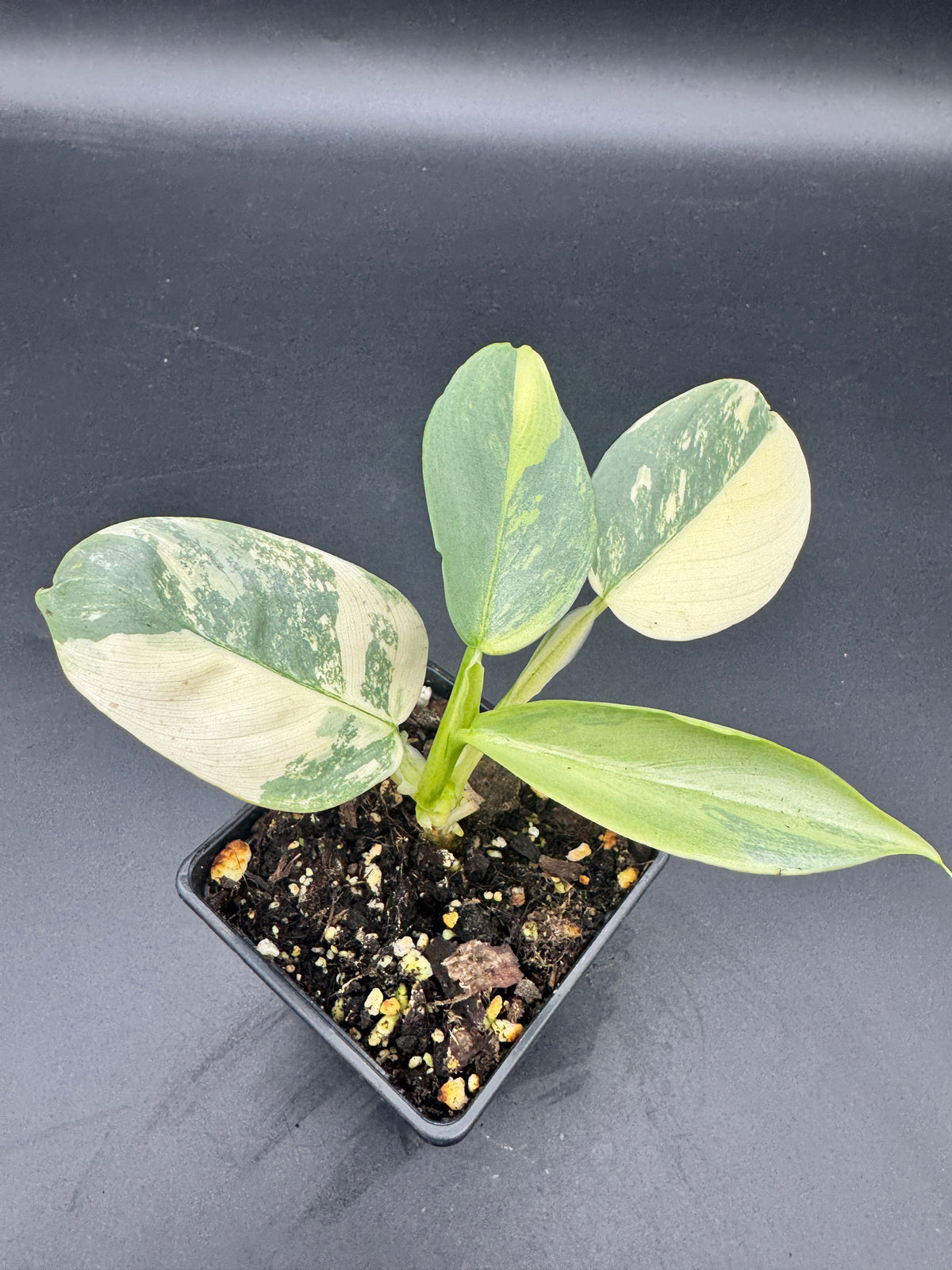 Philodendron Silver Sword variegata
