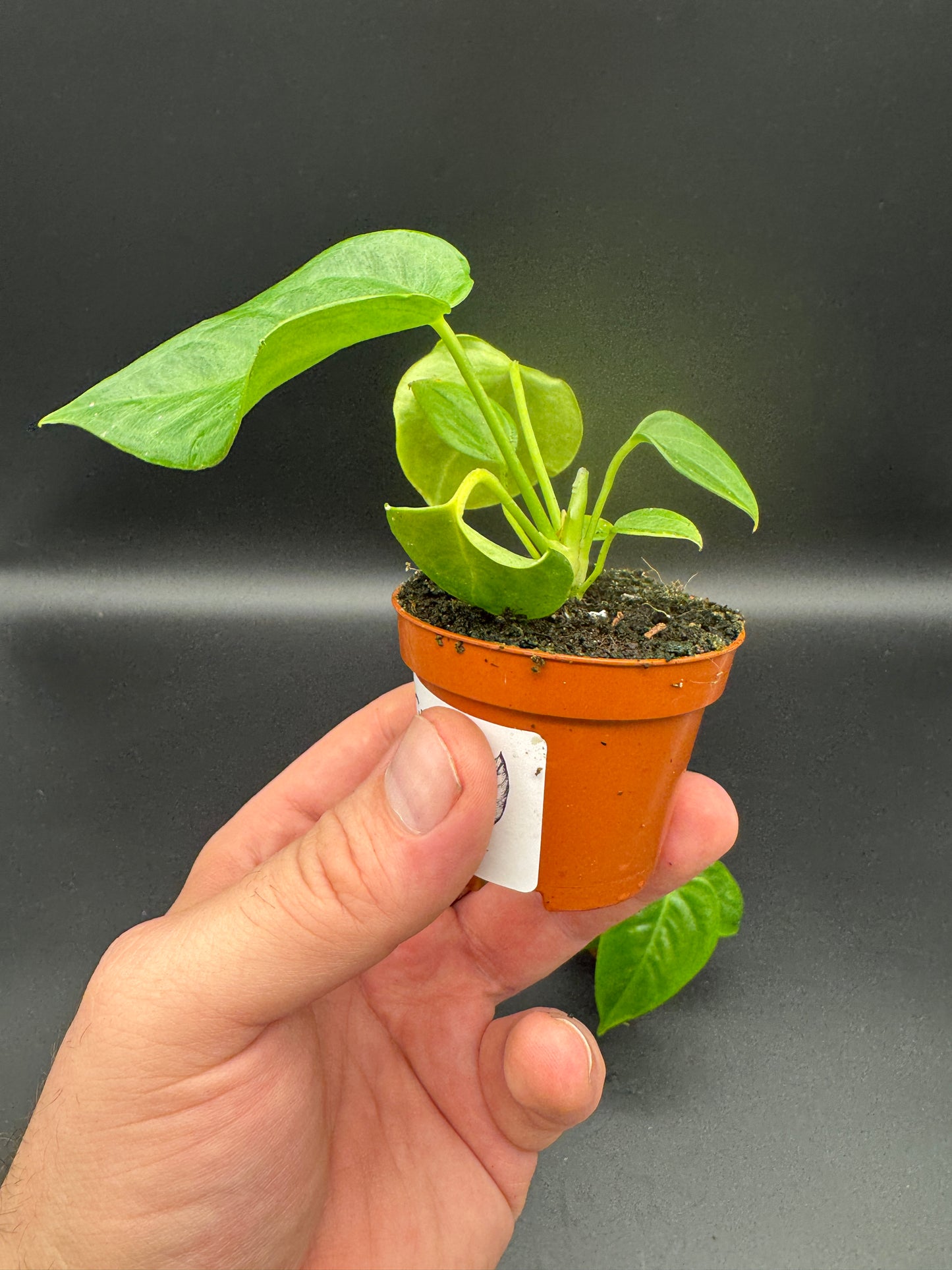 Anthurium Veitchii