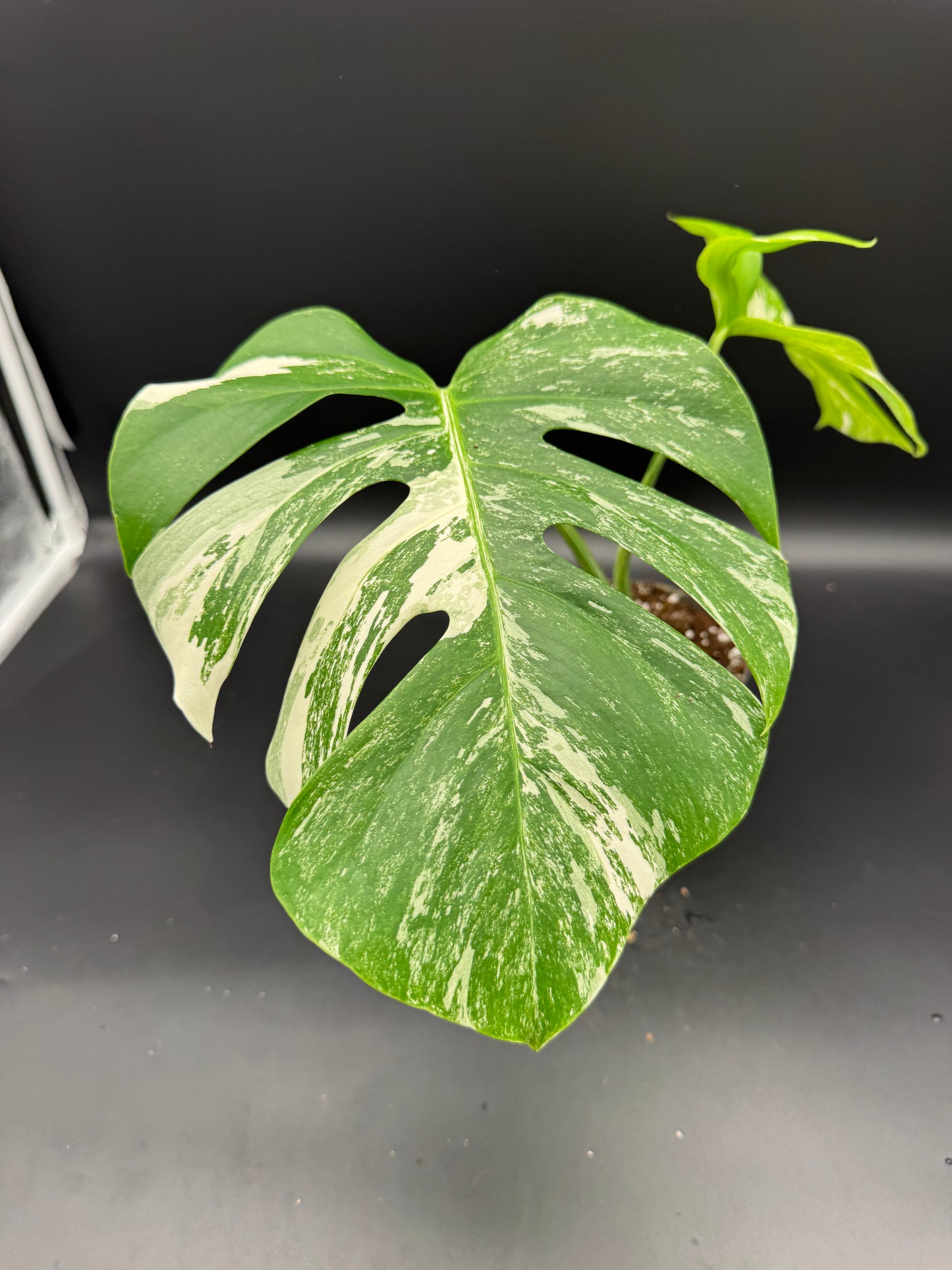 Monstera deliciosa variegata
