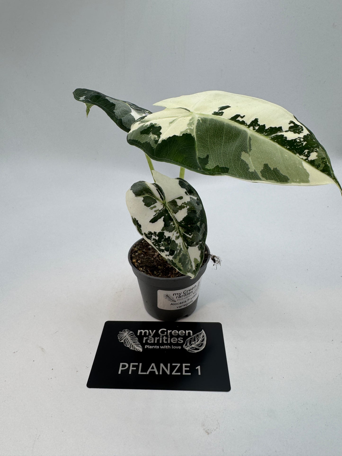 Alocasia Frydek variegata