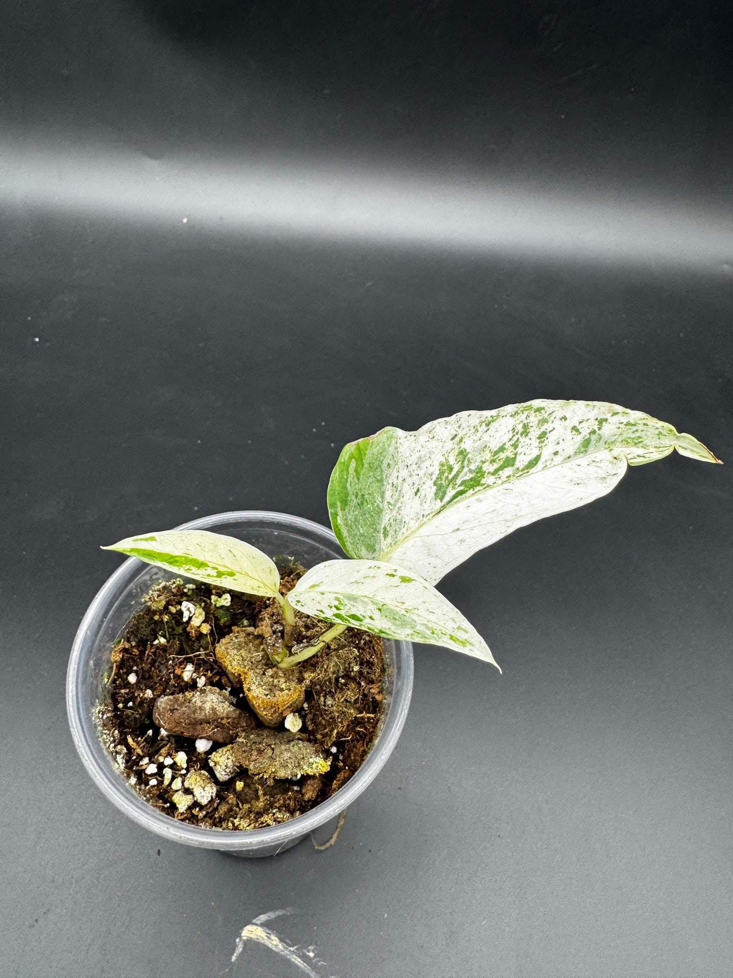 Epipremnum pinnatum cebu Blue Marble variegata