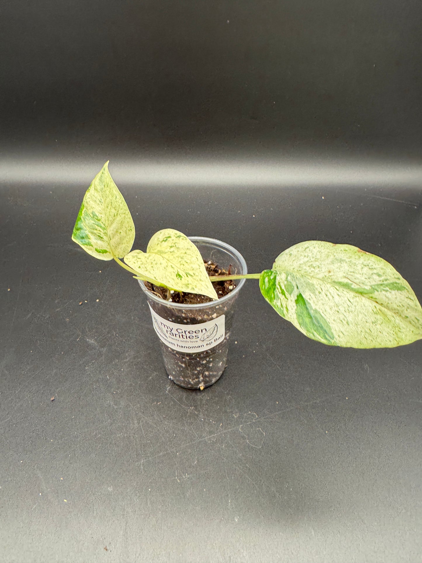 Epipremnum hanoman sp Bali