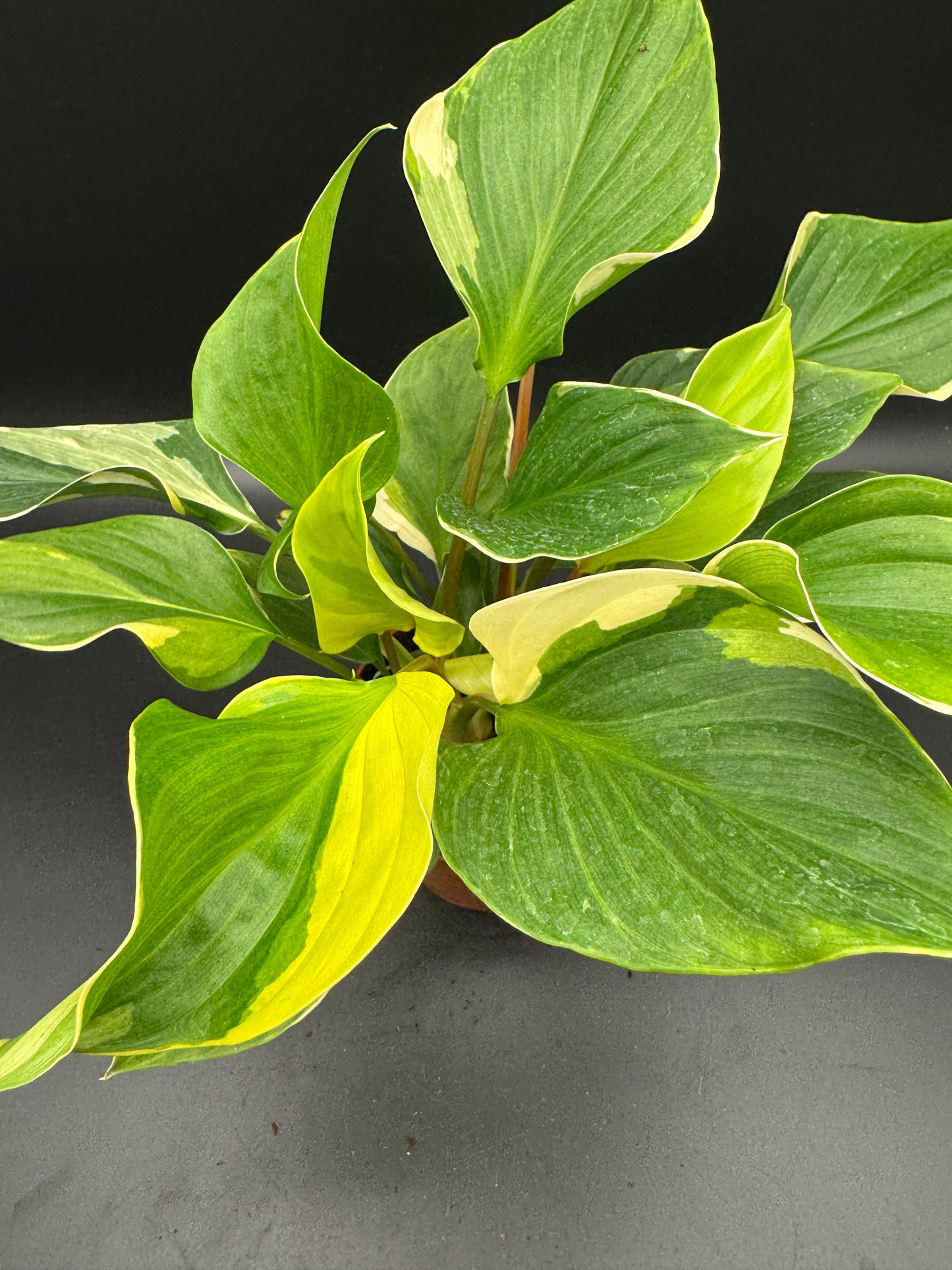 homalomena sunshine gem variegated