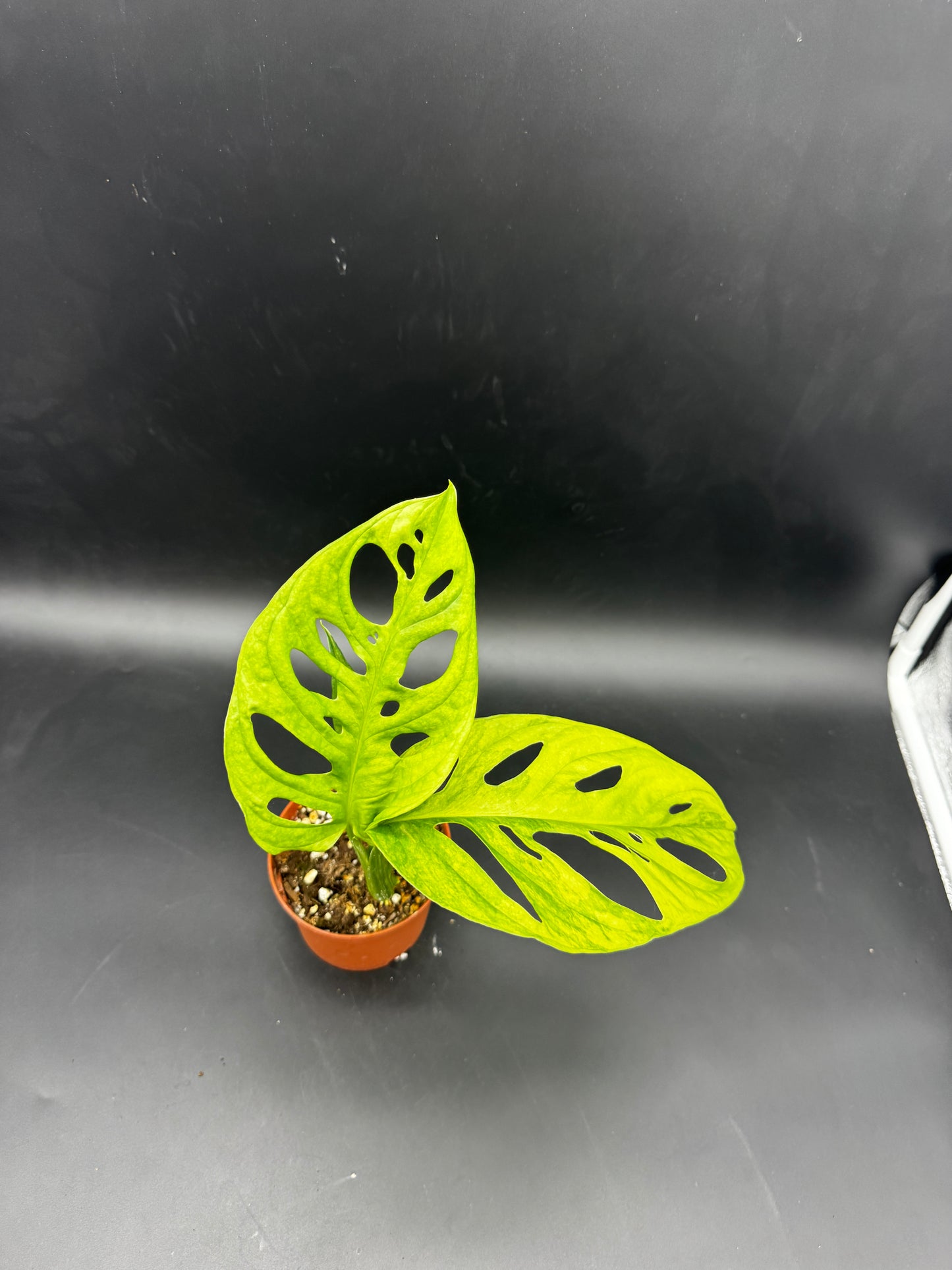 Monstera Adansonii Aurea