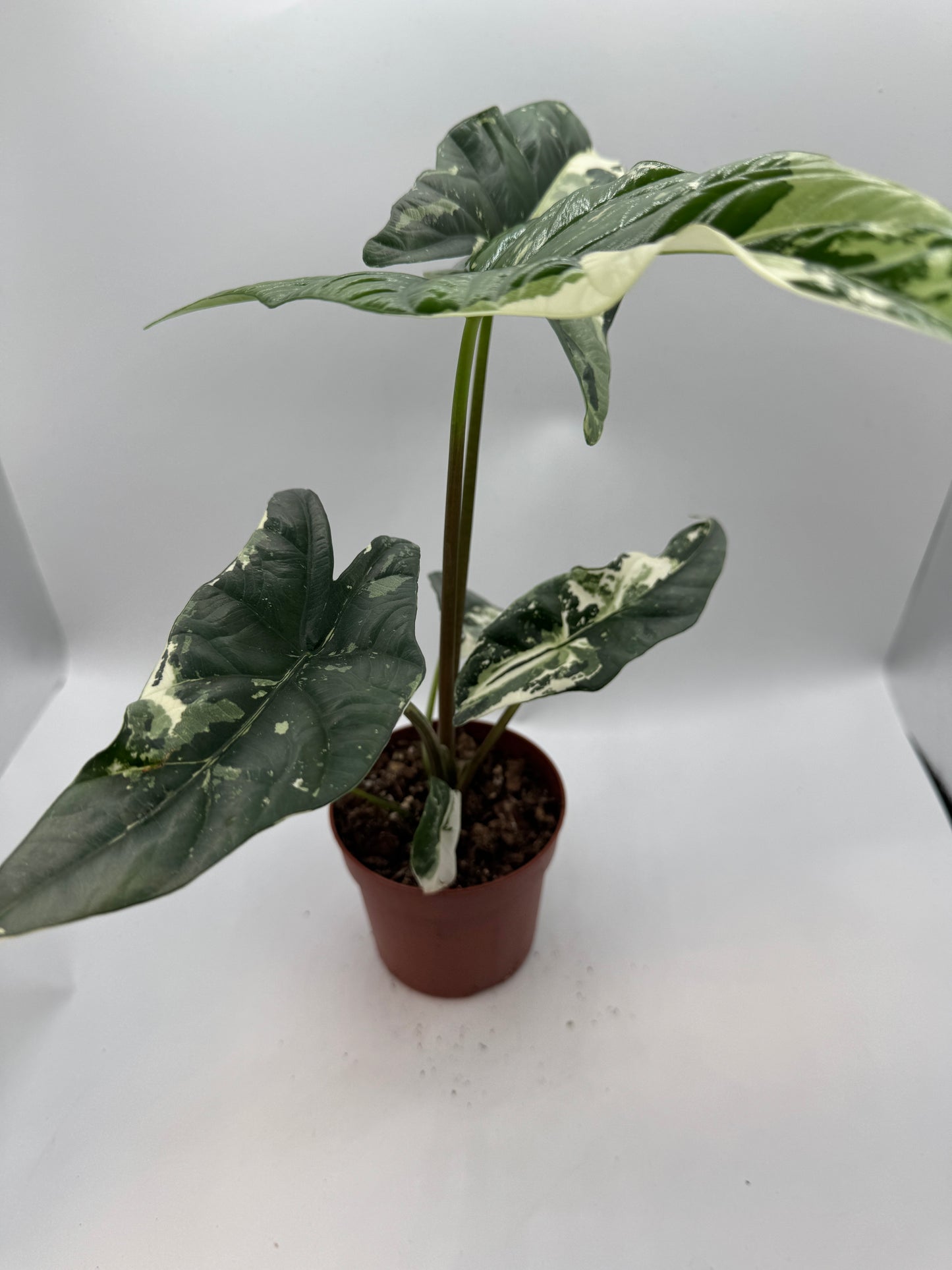 Alocasia simpo albo variegata